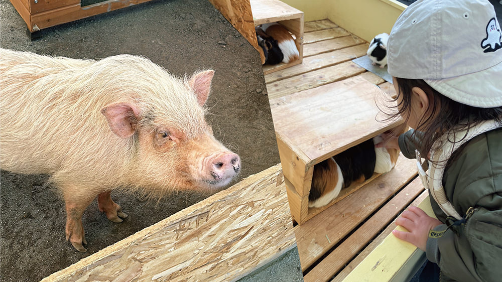 出張動物園「わくわくいきものワールド」

  