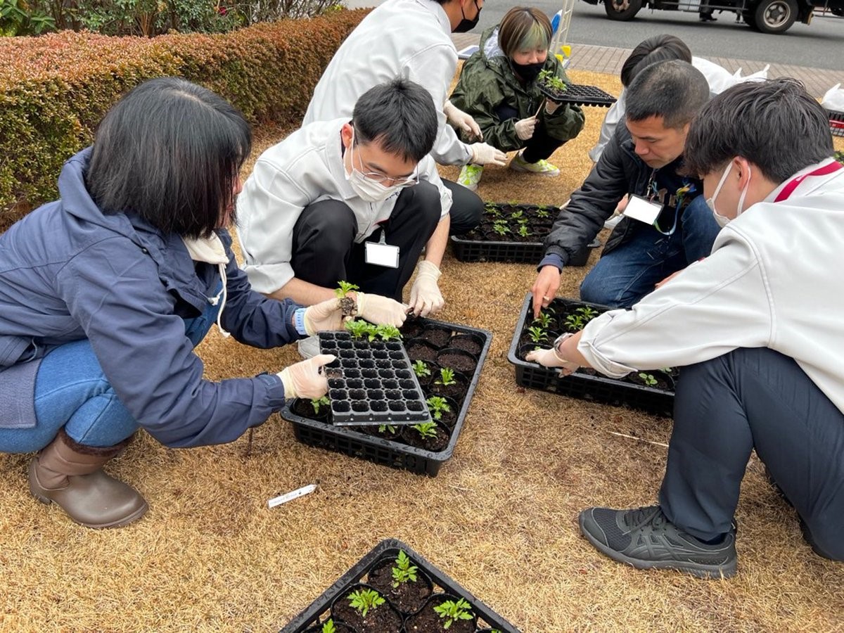 富士通新川崎テクノロジースクエアにてプラグ苗の植替えを行いました！