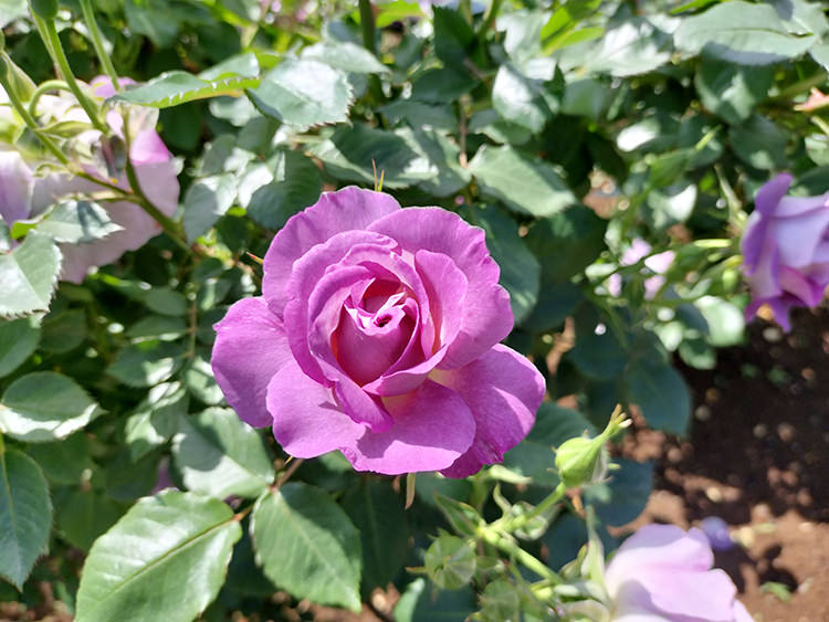 【5月9日～20日】『全国都市緑化かわさきフェア150日前イベントin生田緑地ばら苑』を開催します！