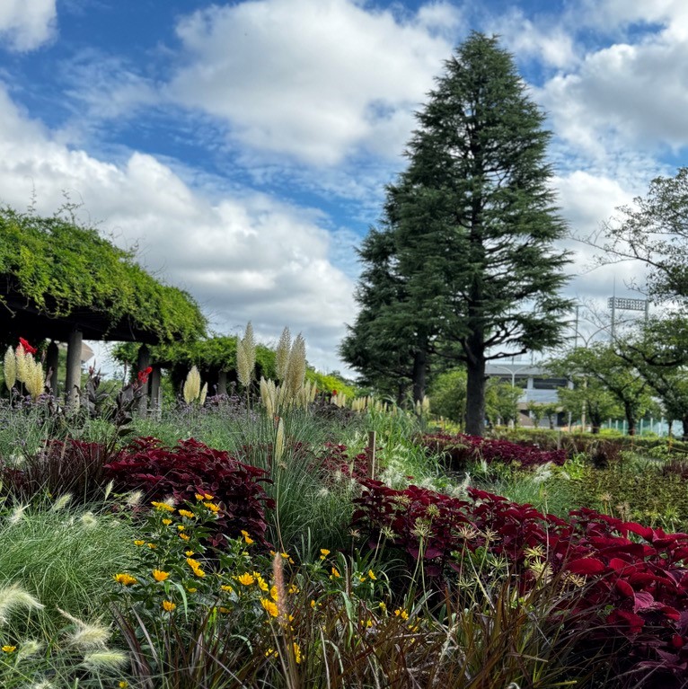 夏を制する者は花壇を制す！～等々力緑地 ロングボーダーガーデン育ってます！～