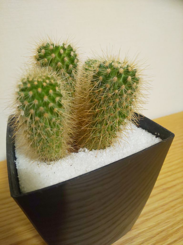 我が家の小さな癒し