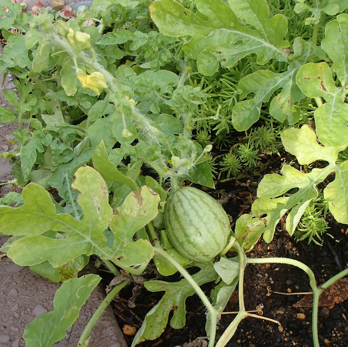 向ヶ丘遊園駅ロータリーの花壇にスイカが！