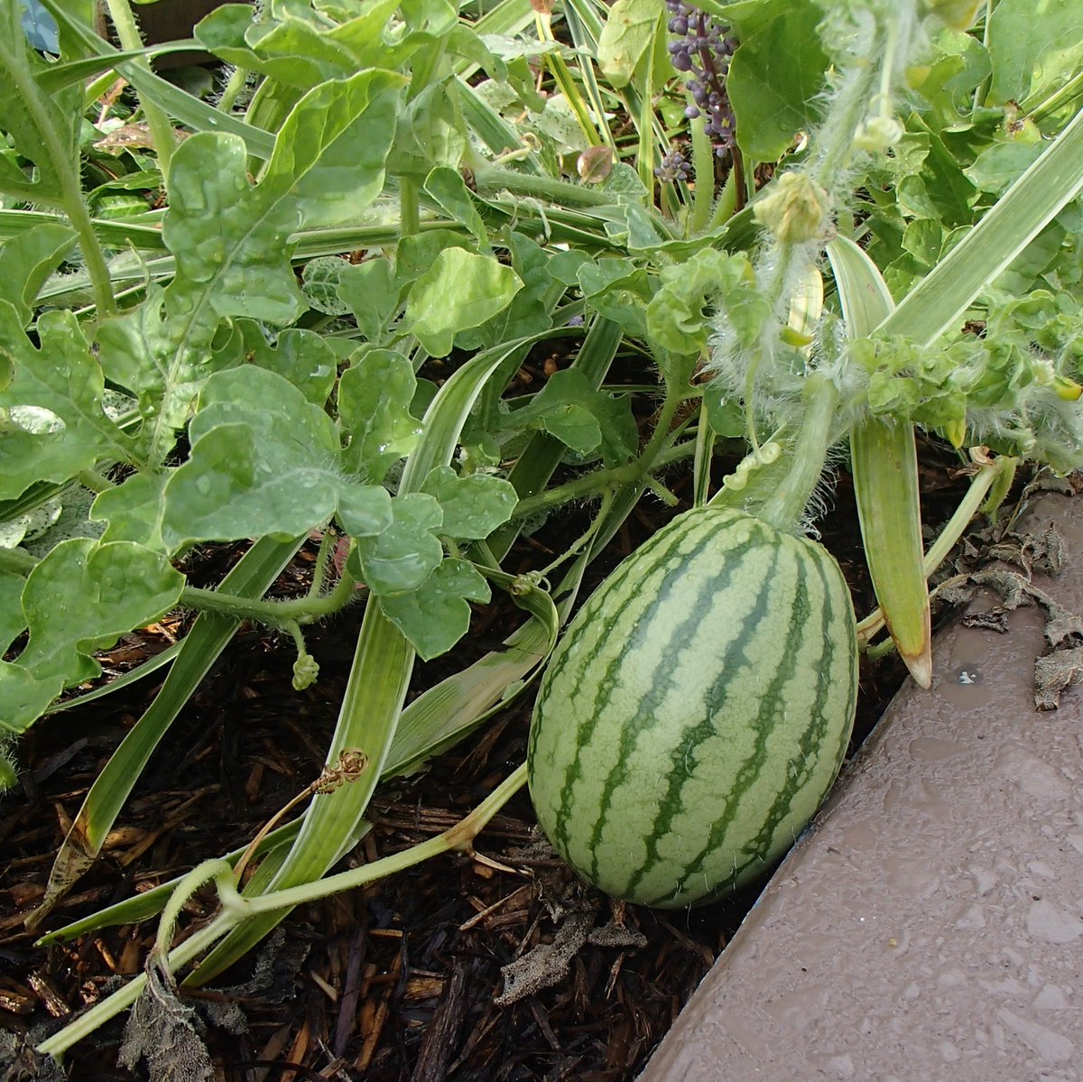 向ヶ丘遊園駅ロータリーの花壇にスイカが！