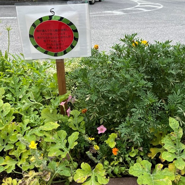 向ヶ丘遊園駅ロータリーの花壇にスイカが！