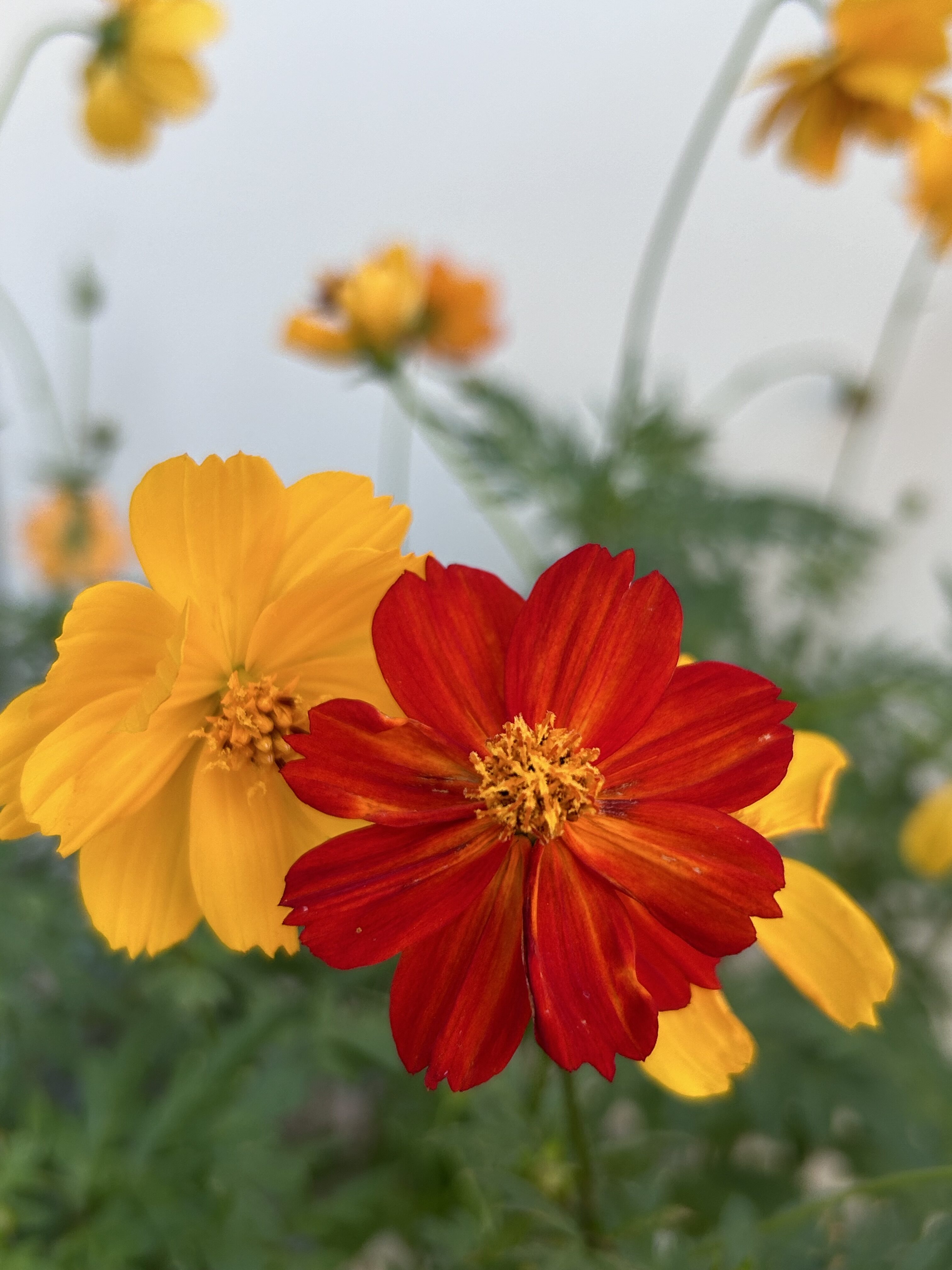 黄花コスモス　花コンサートでいただいた種を育てました