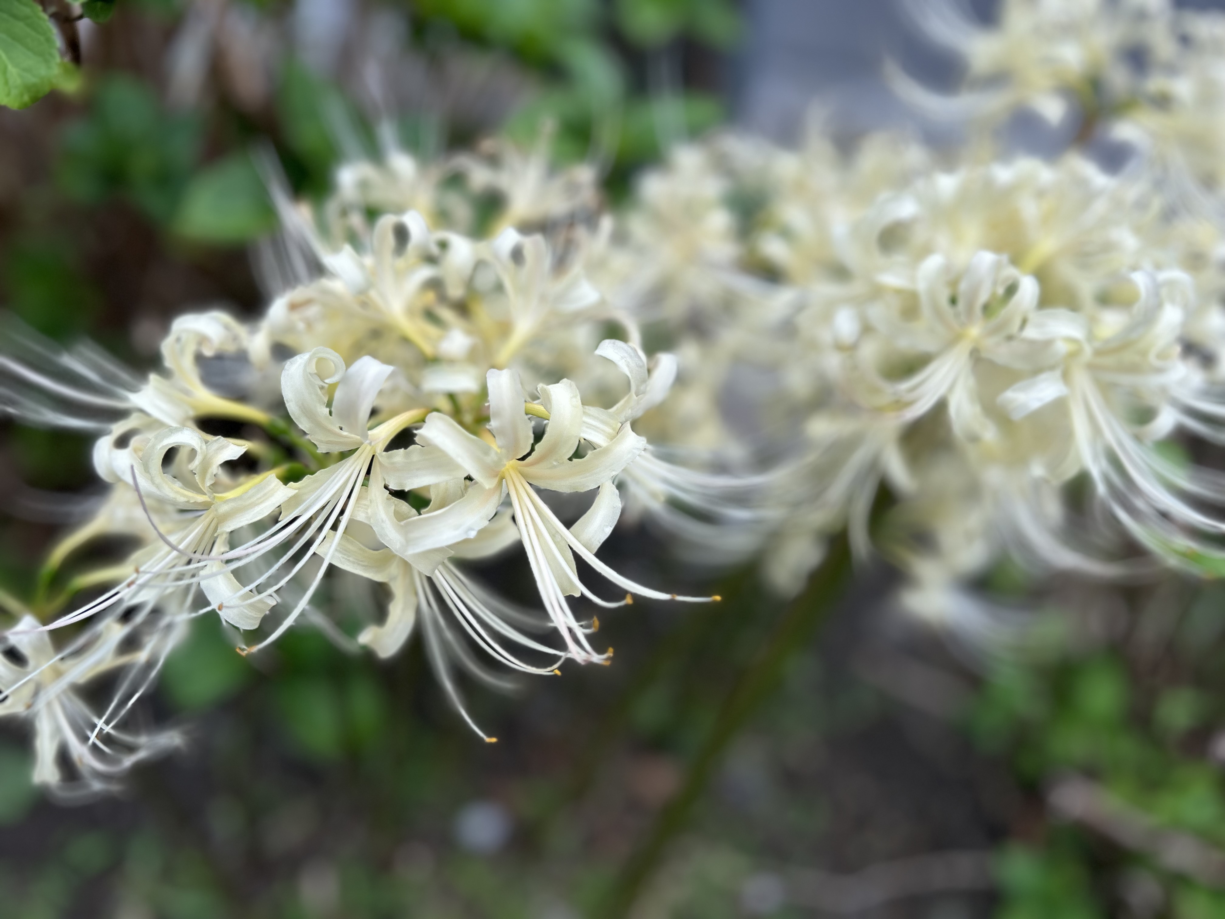 ラゾーナに向かう道端で