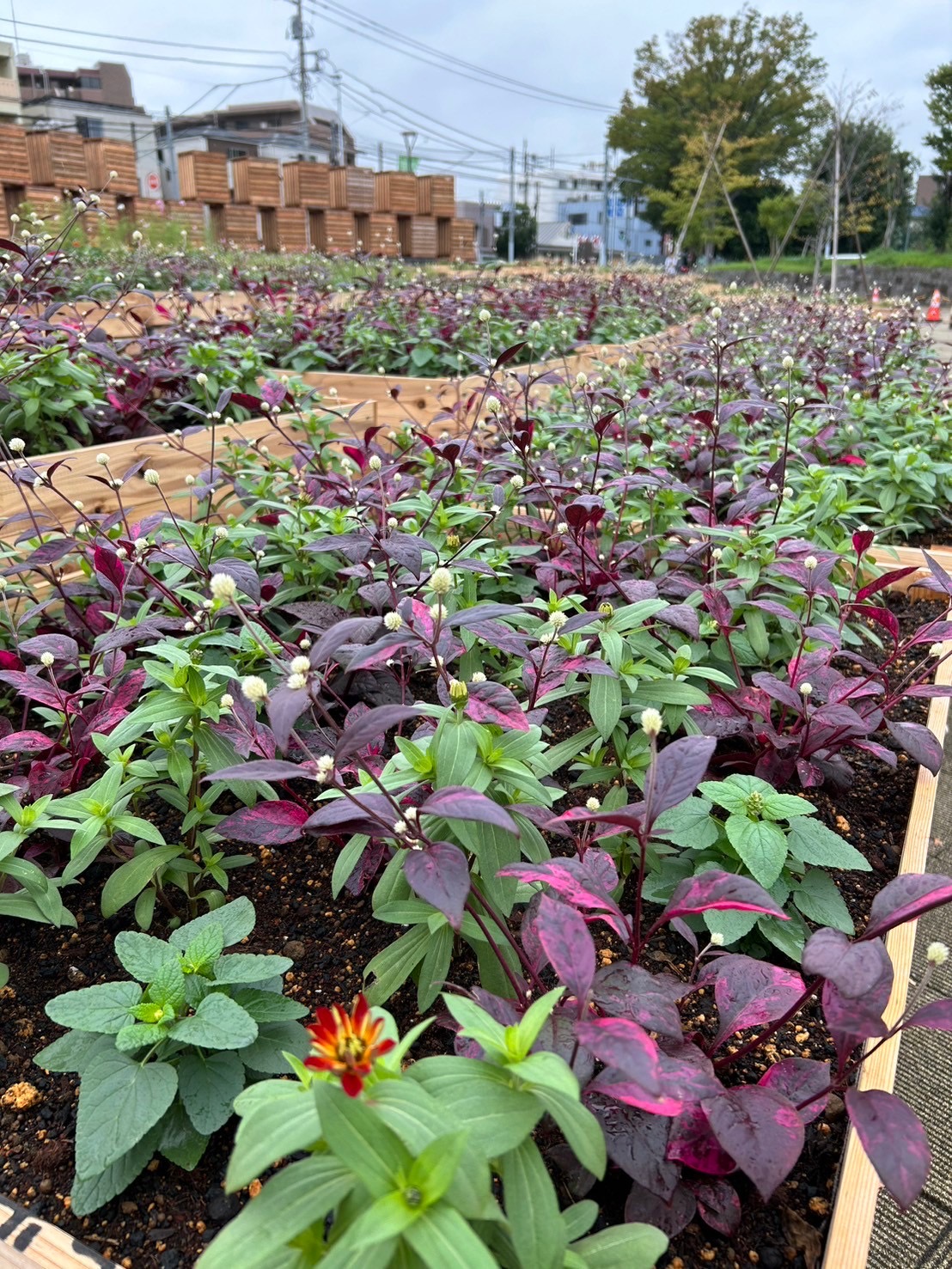 等々力緑地が映えスポットに！