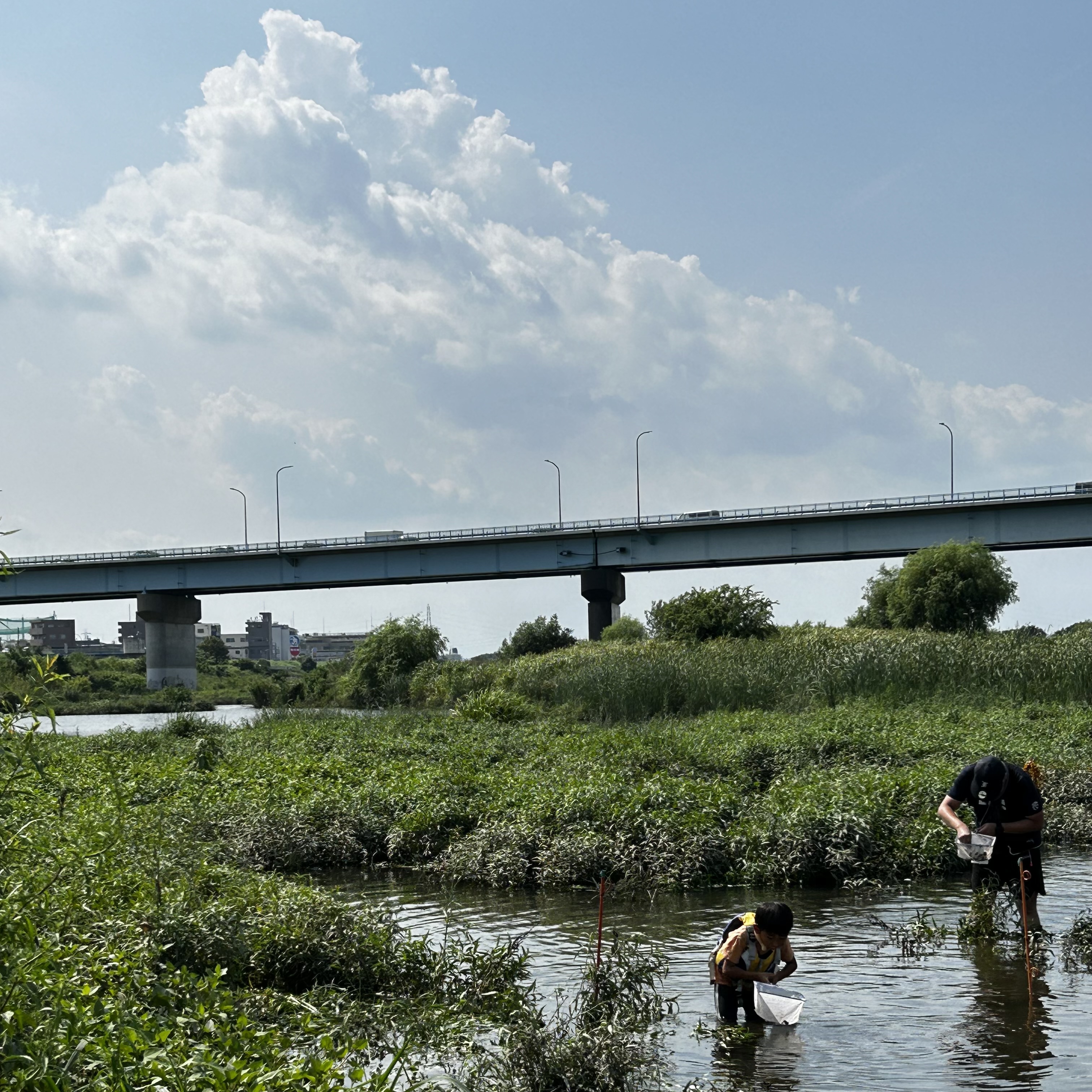多摩川のみどり