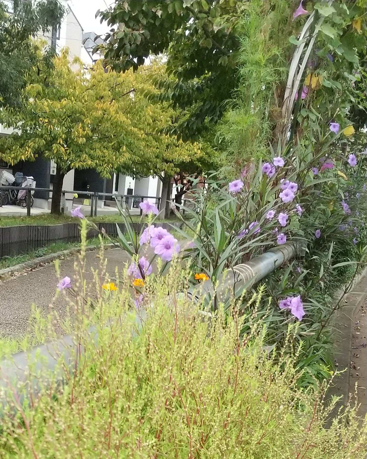 せせらぎ遊歩道のお花