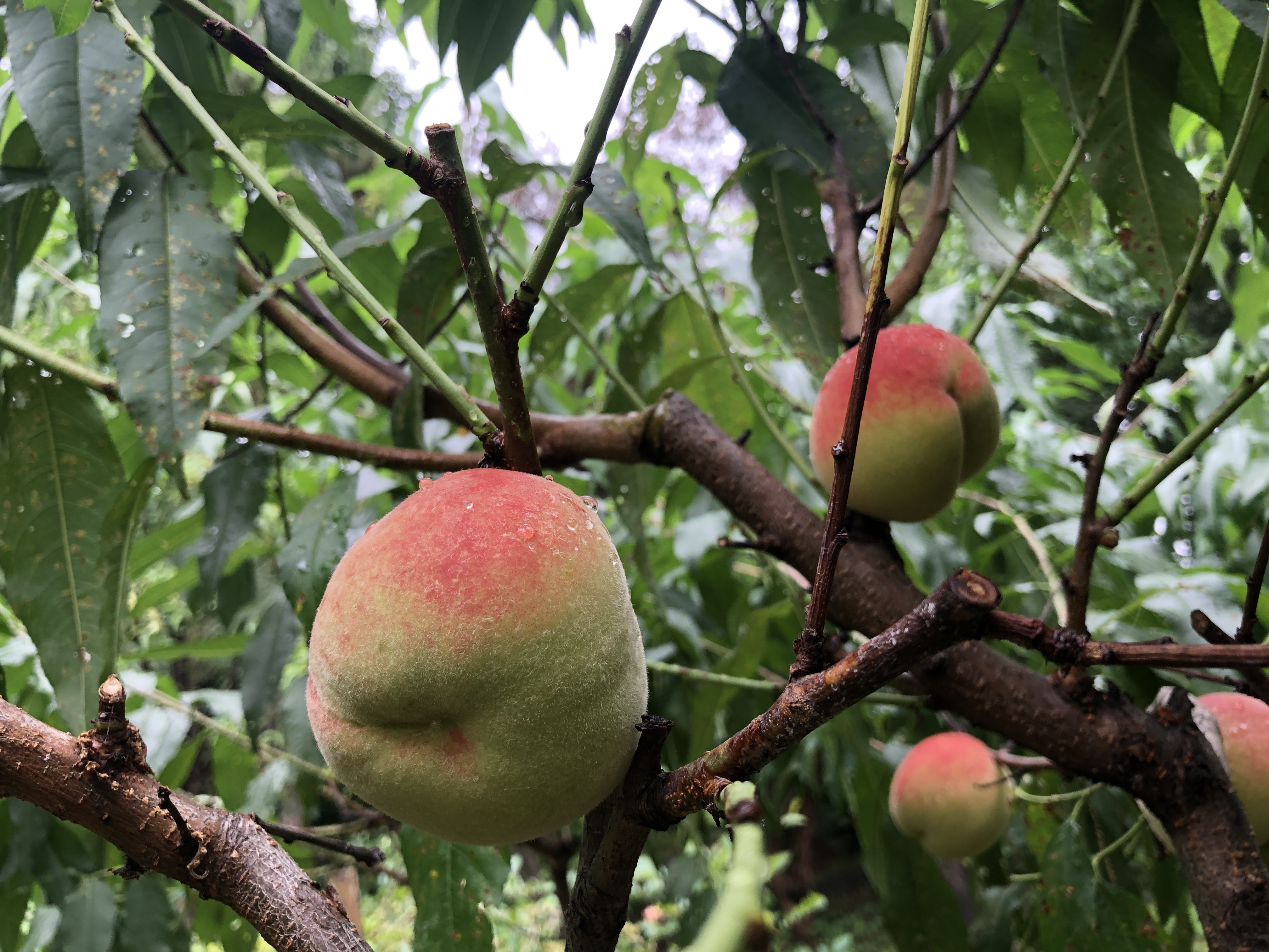 緑化センターの桃