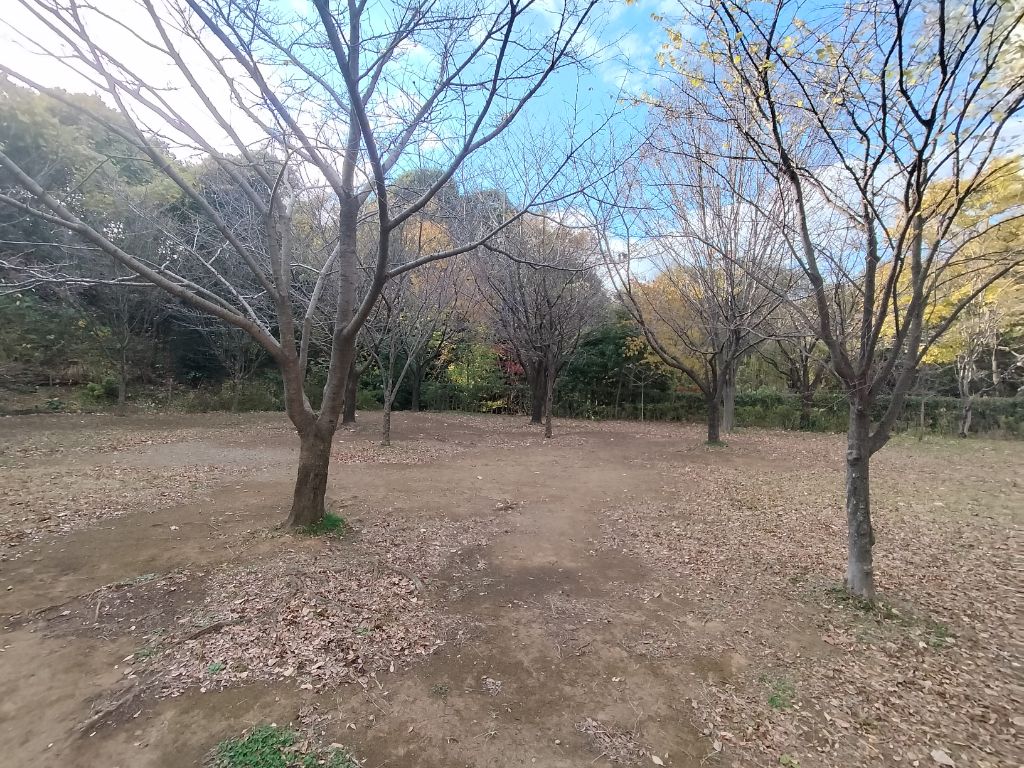 冬間近・・宮前美の森公園にて