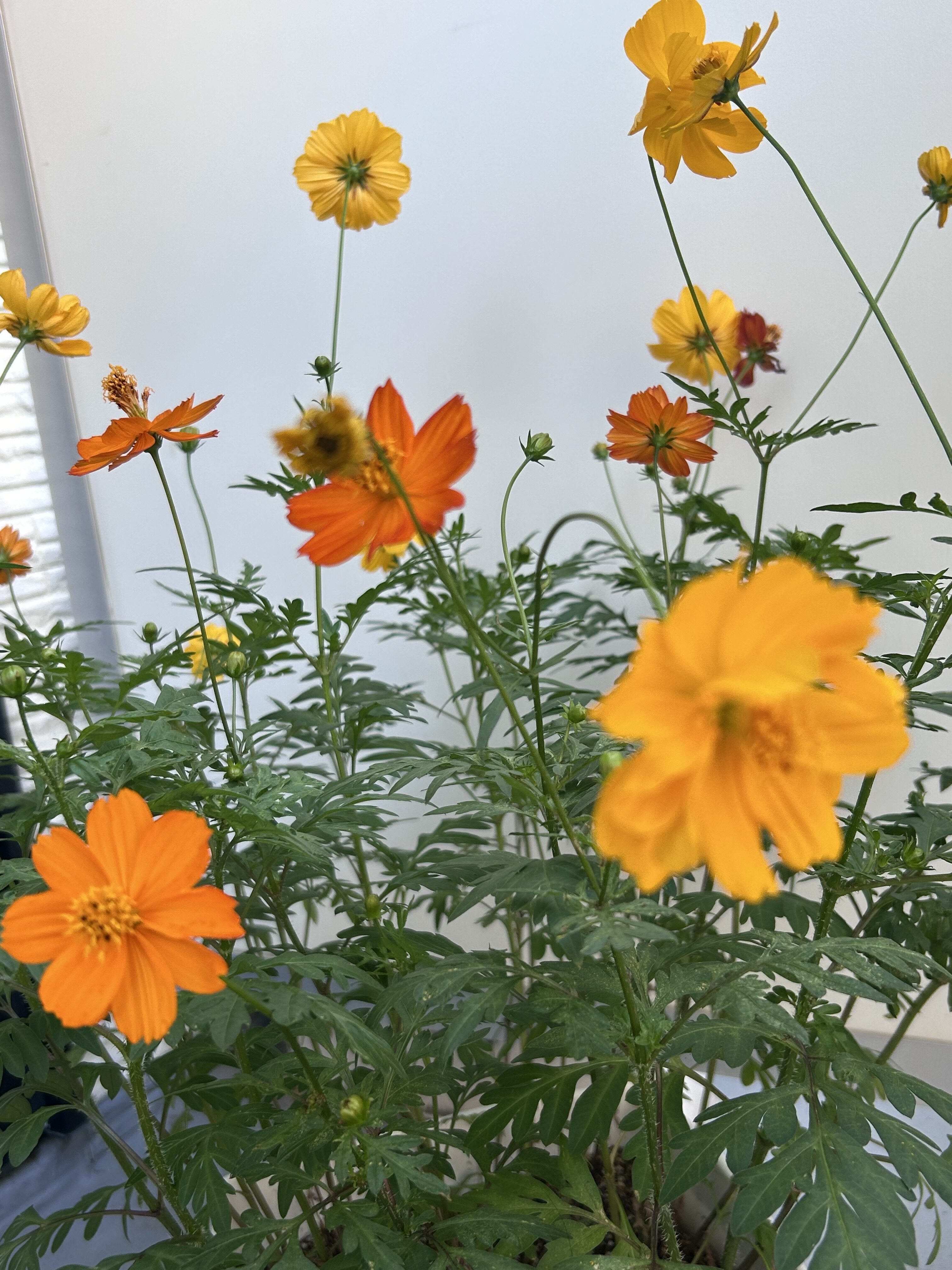 黄花コスモス　花コンサートでいただいた種を育てました