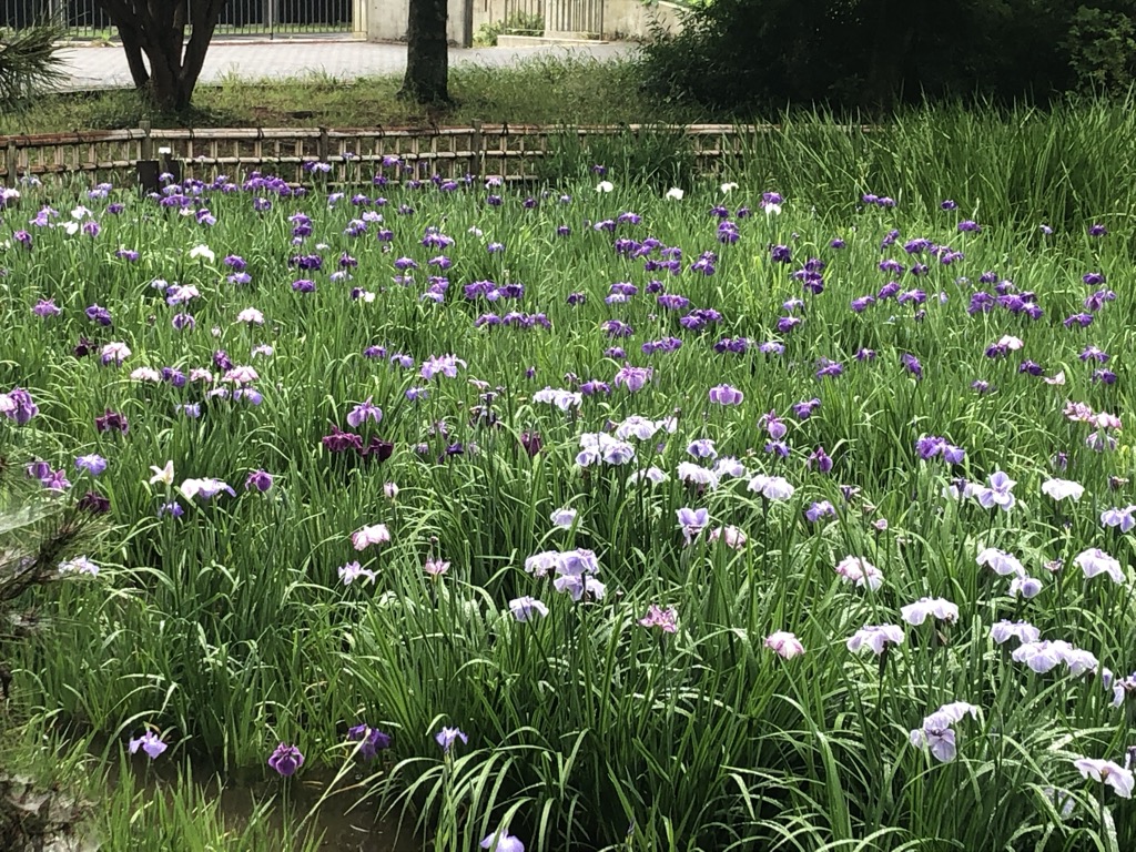 生田緑地しょうぶ園