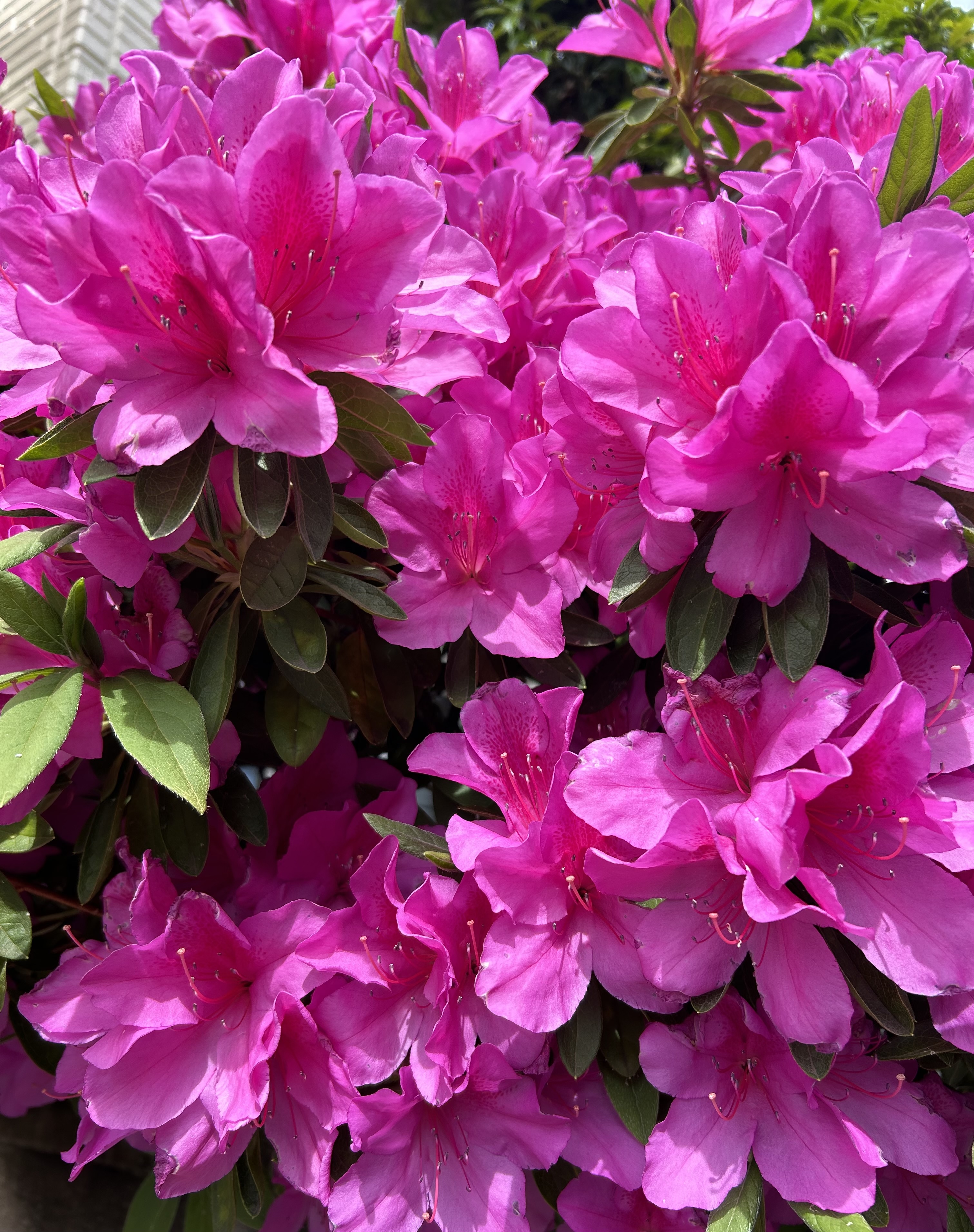 川崎市の花「ツツジ」