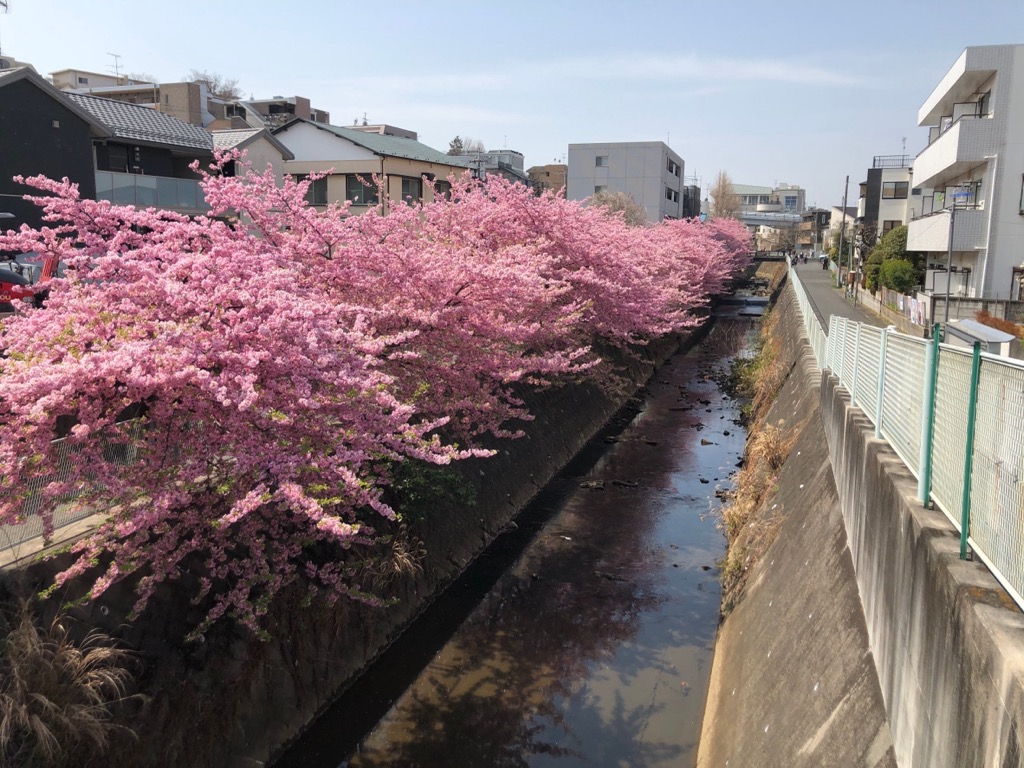 五反田川の河津桜