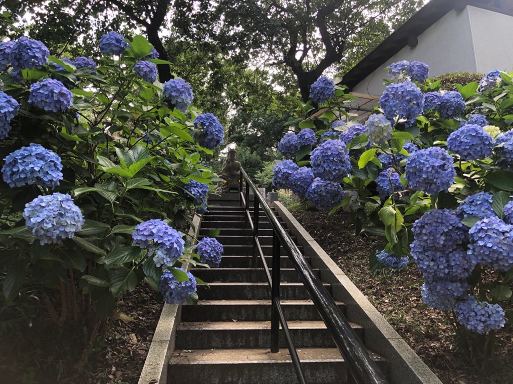 妙楽寺のあじさい
