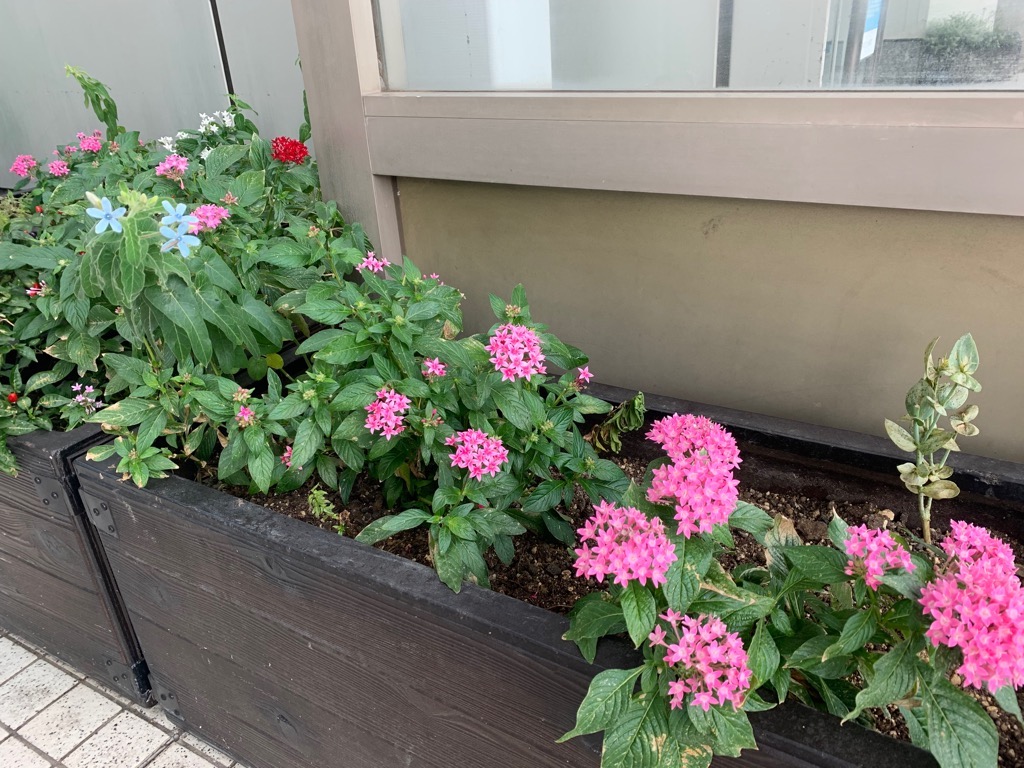 川崎病院のプランター