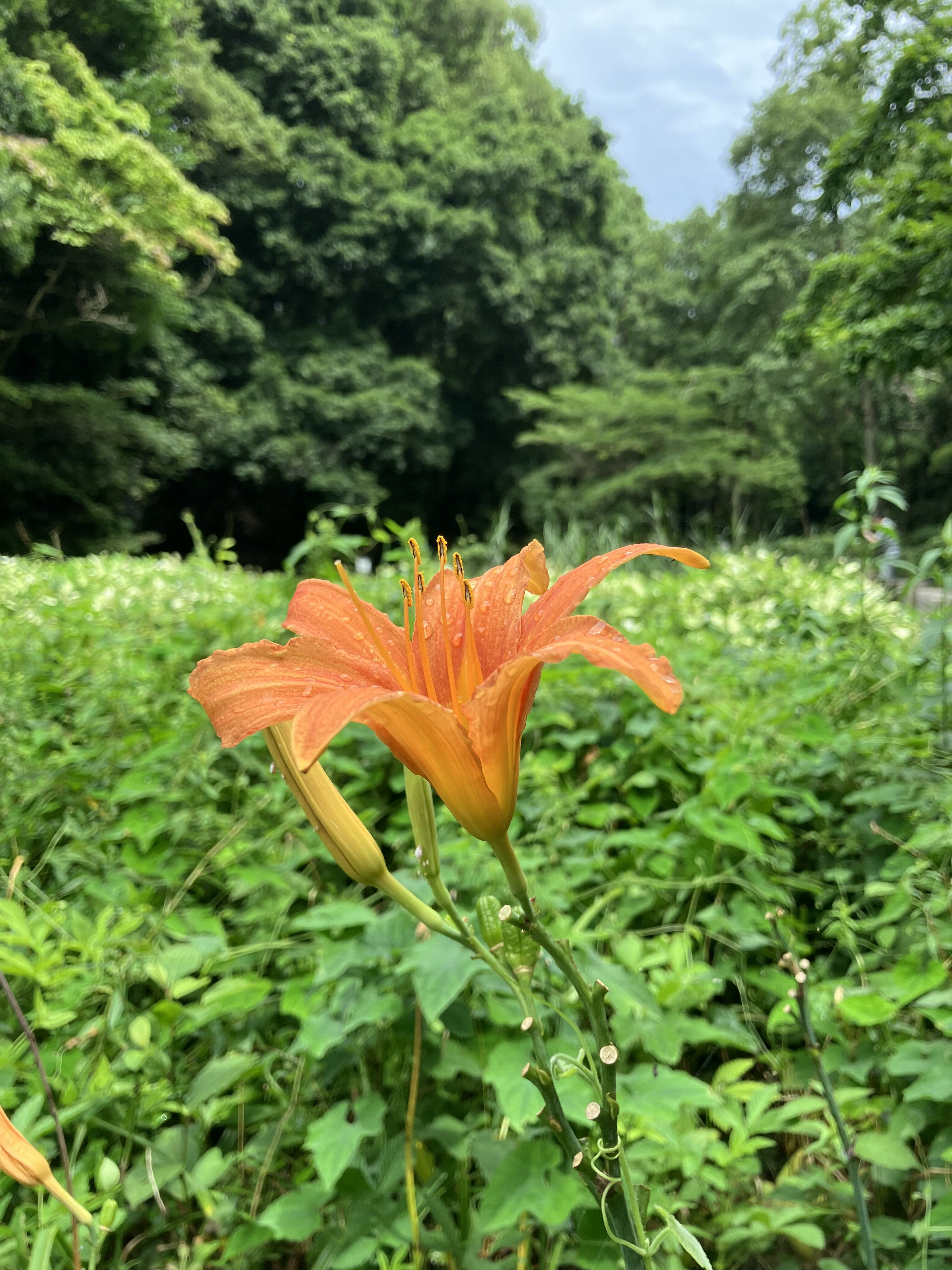 東高根森林公園のノカンゾウ