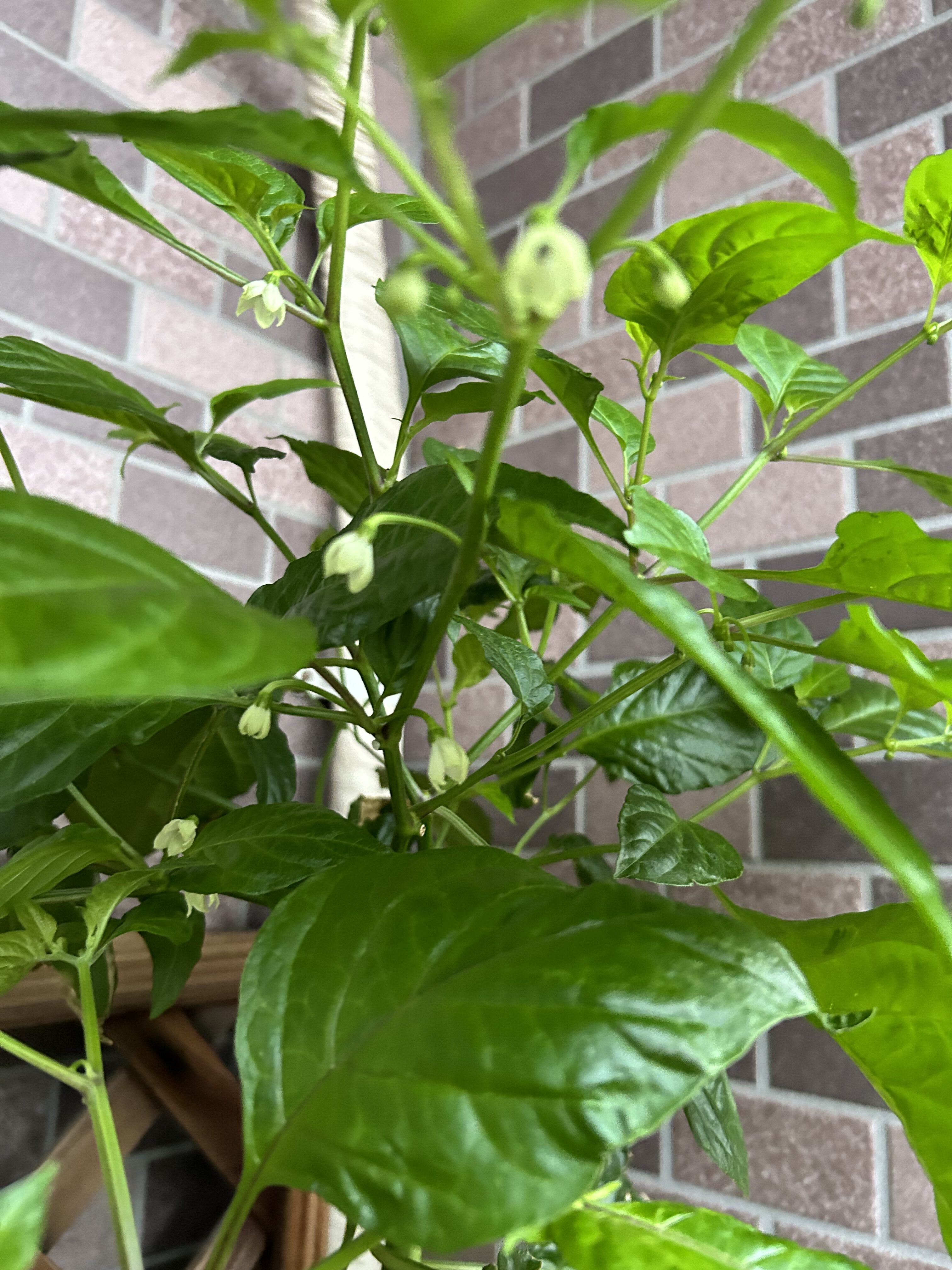 ベランダで育成中の香辛子