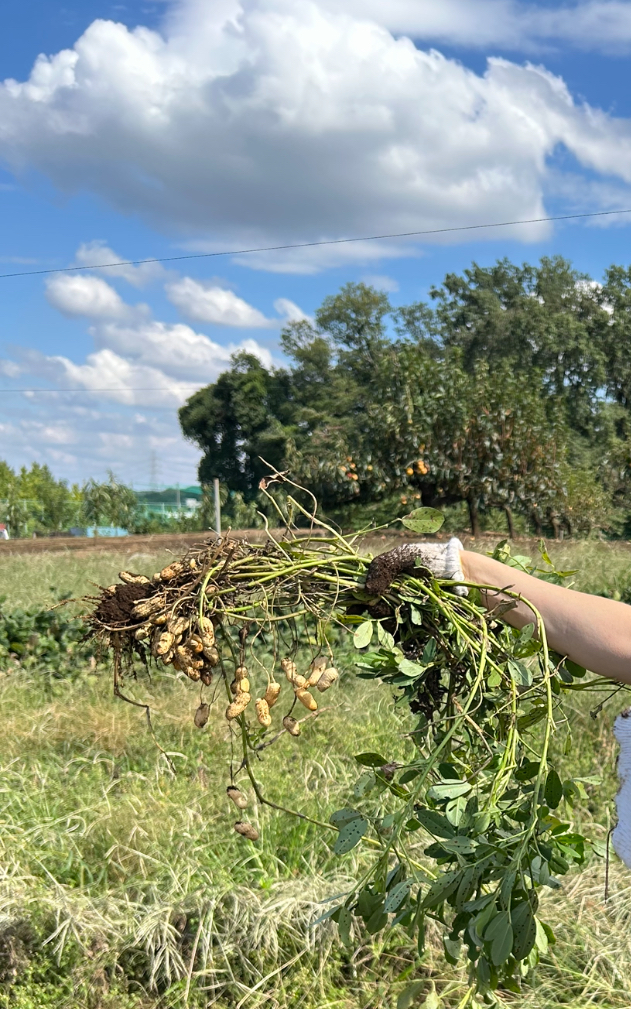 黒川で芋掘り&落花生堀り
