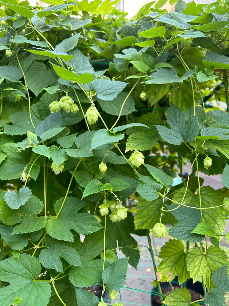 専修大学生田キャンパスで見つけたみどり