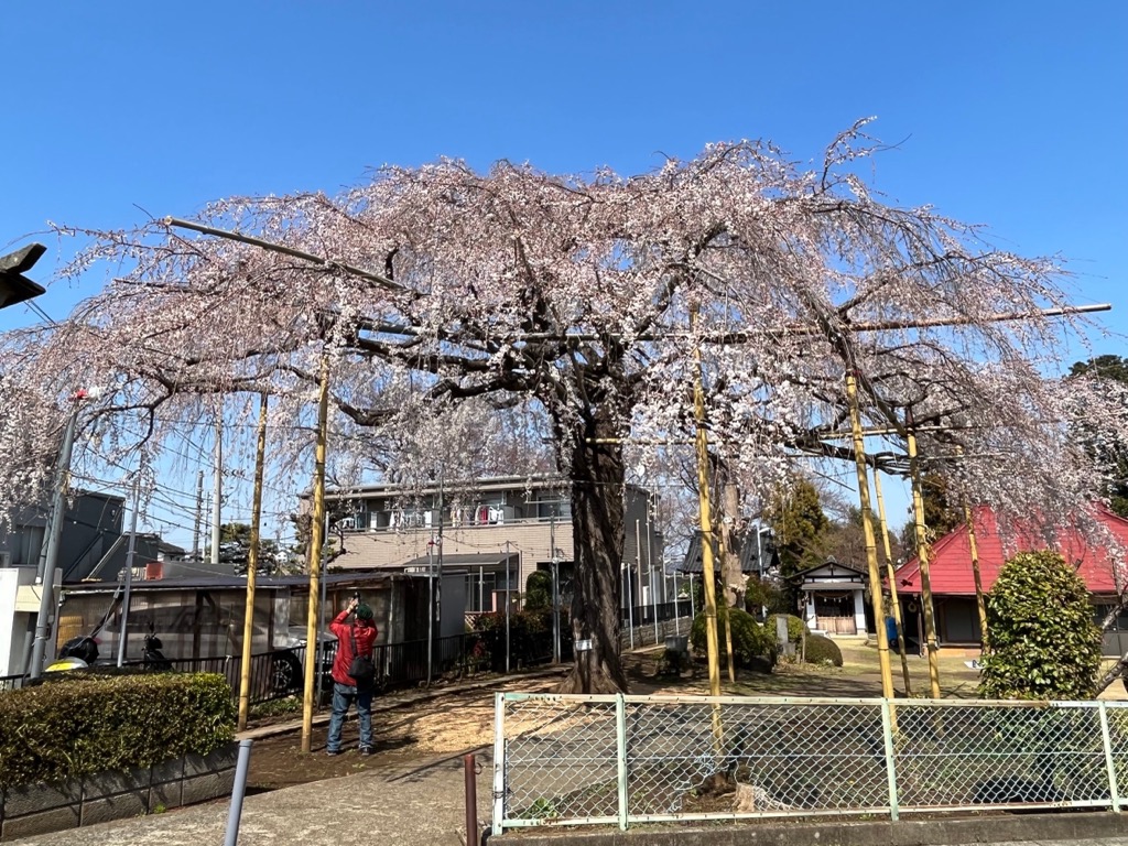 須賀神社のしだれ桜