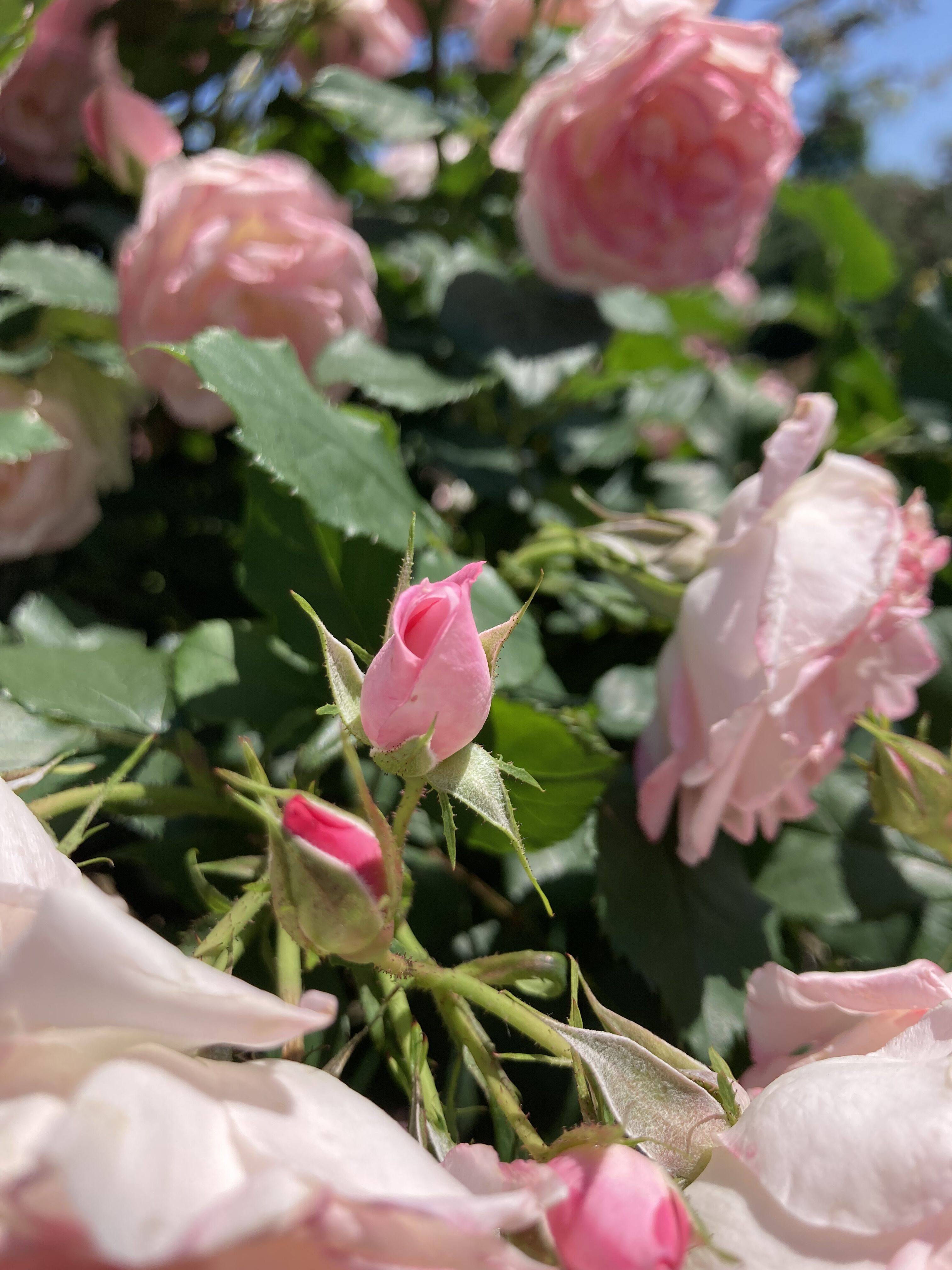 生田緑地ばら苑にて