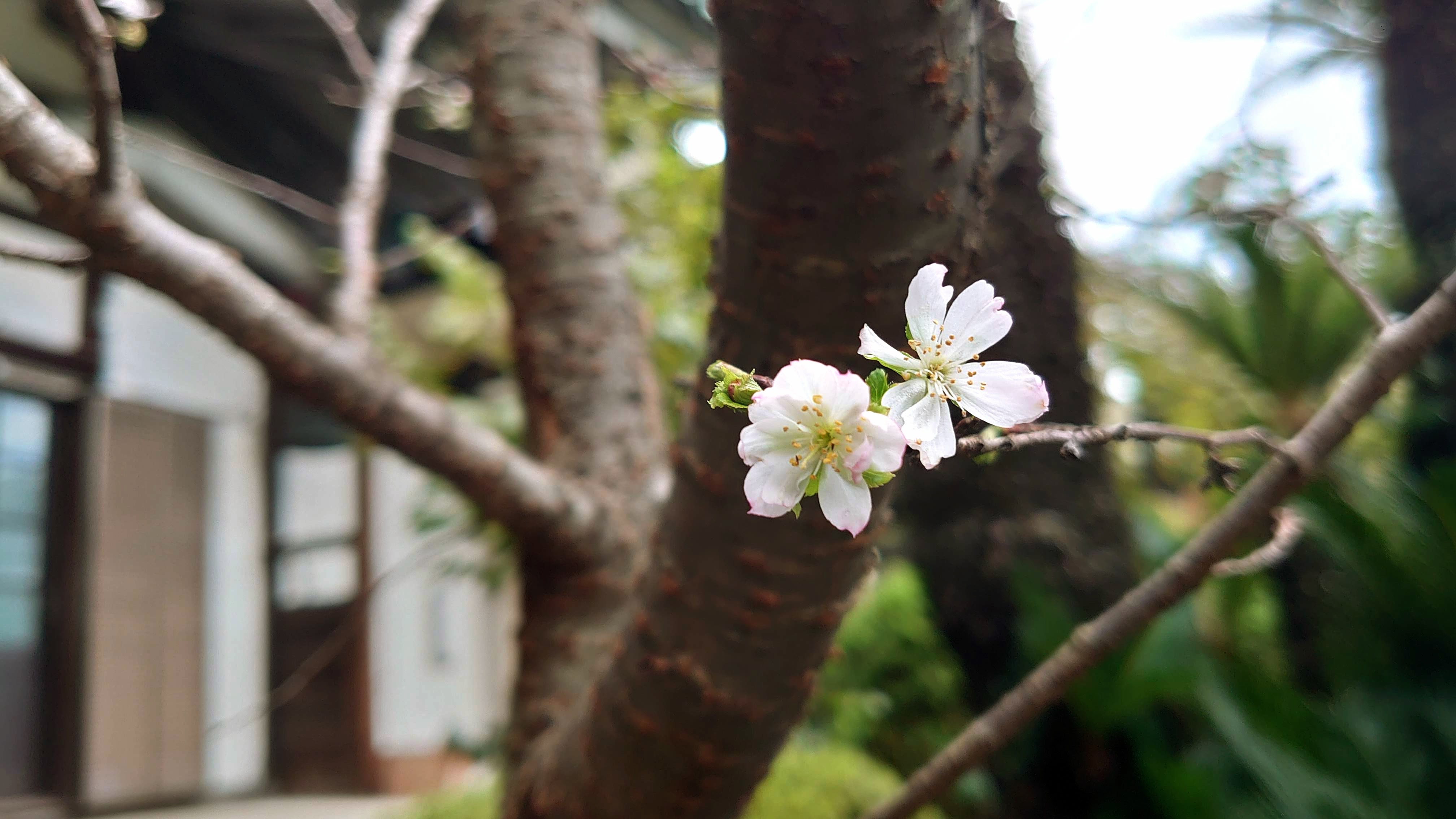 宗隆寺のお会式桜