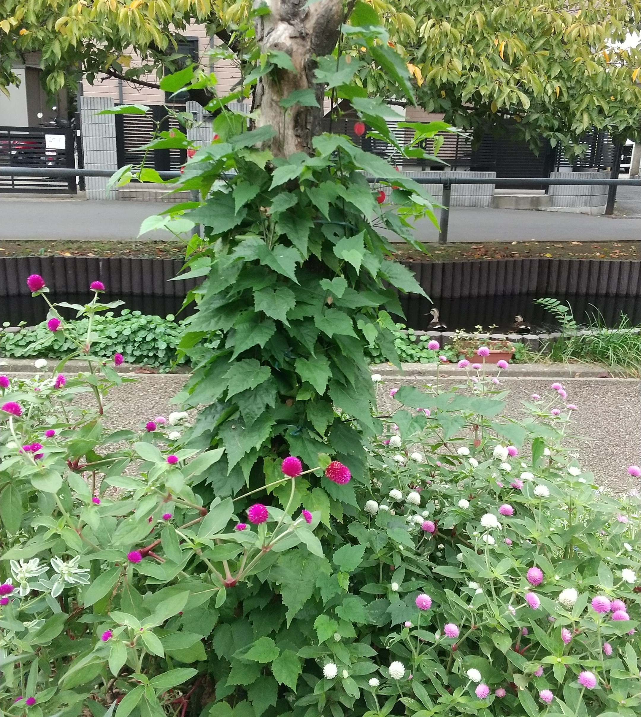 せせらぎ遊歩道のお花