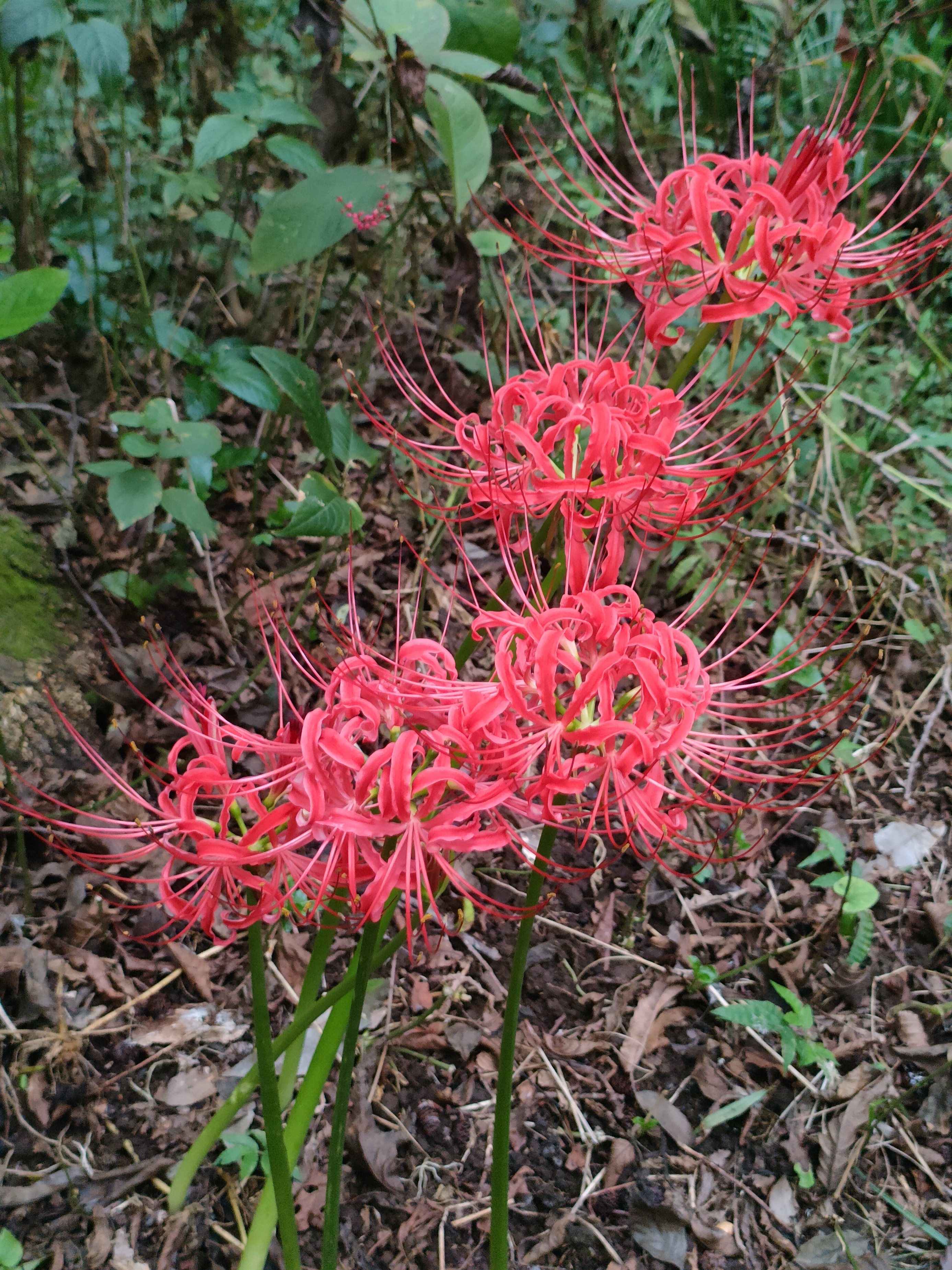 東高根森林公園の秋の風景