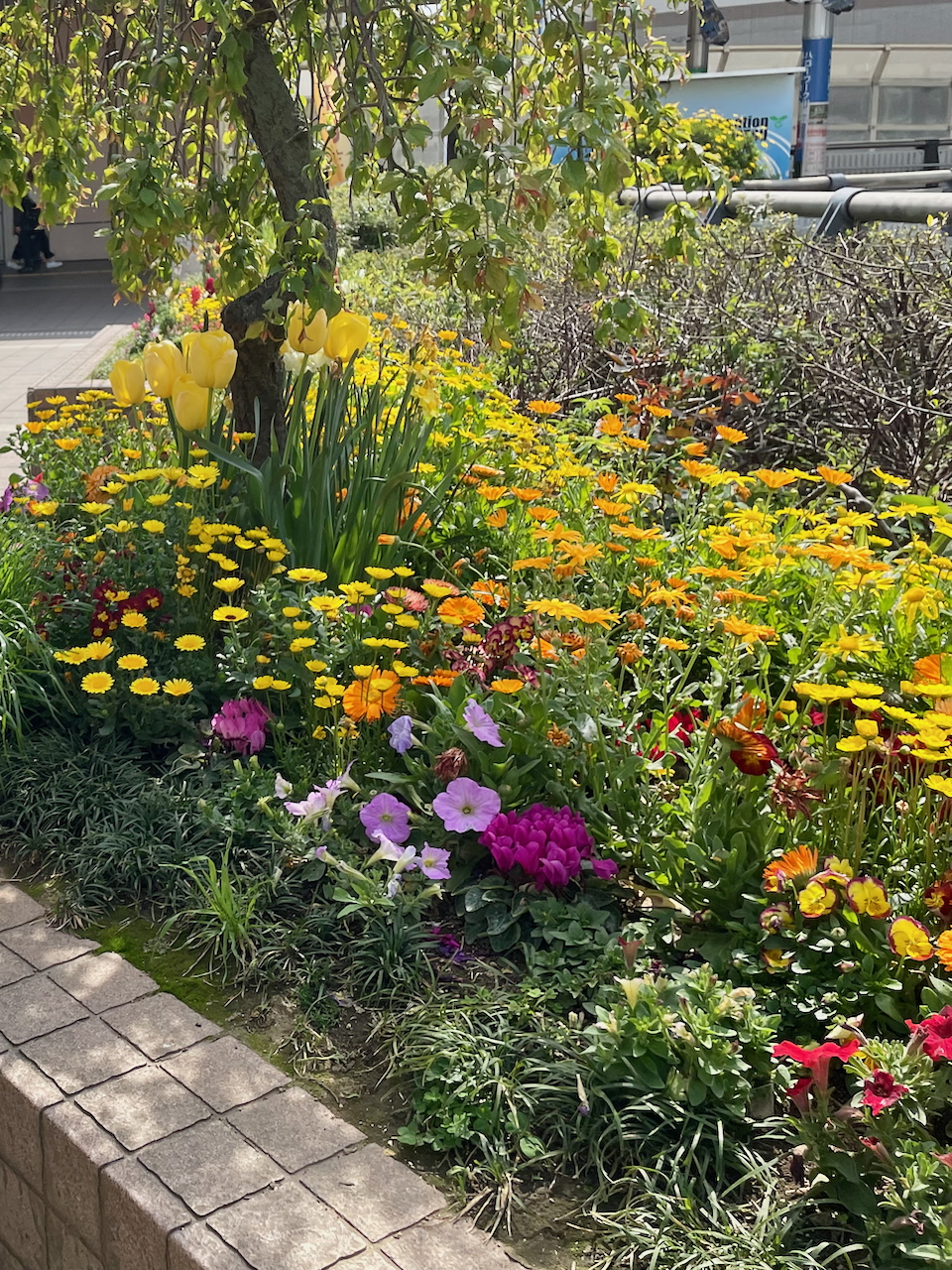 春の花いっぱいキラリデッキ
