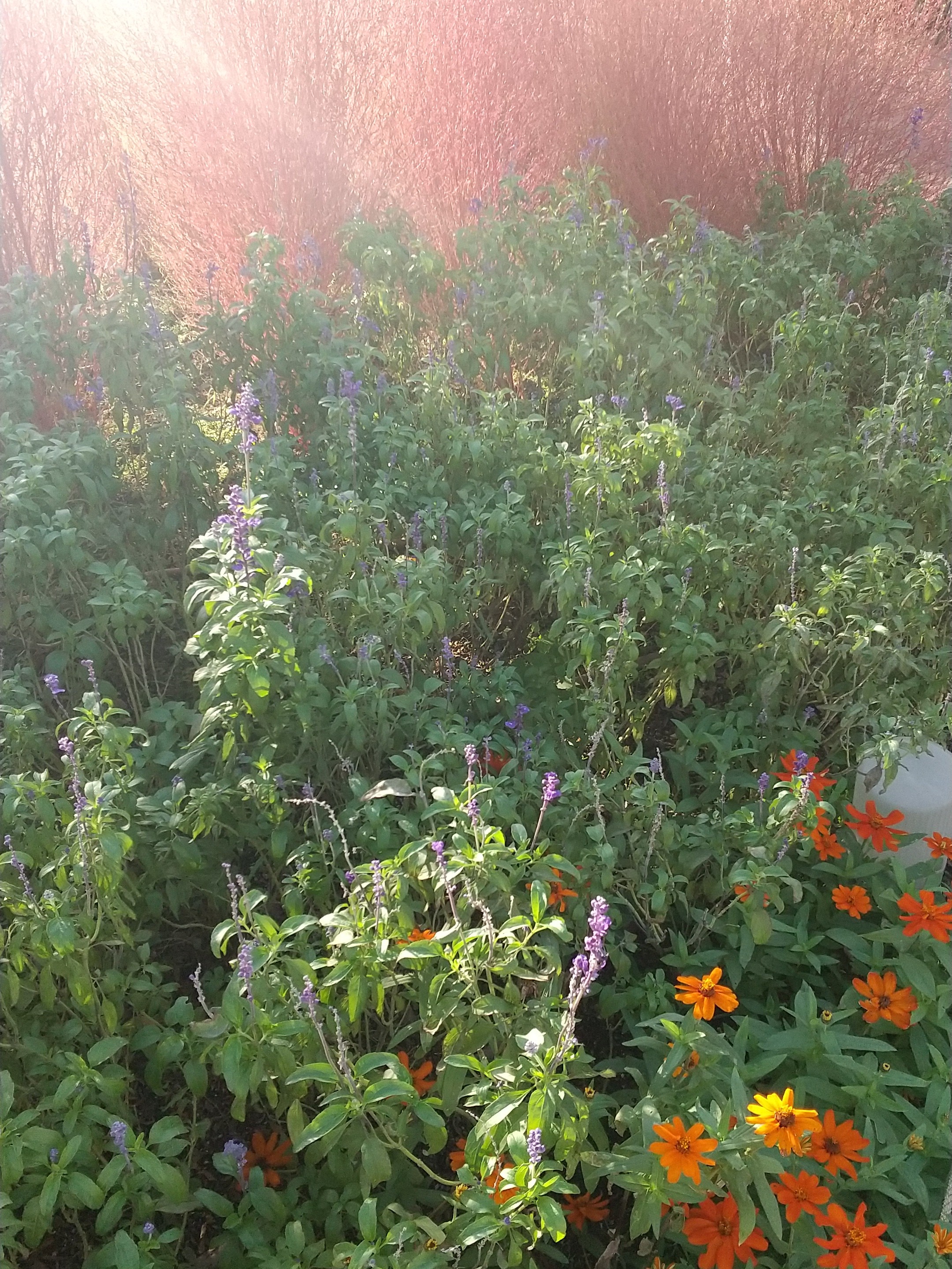 ぐらんぐりんガーデン(グランツリー)