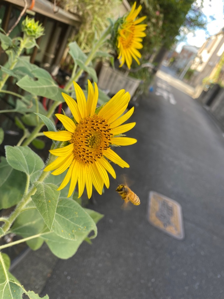 我が家の小さなひまわり