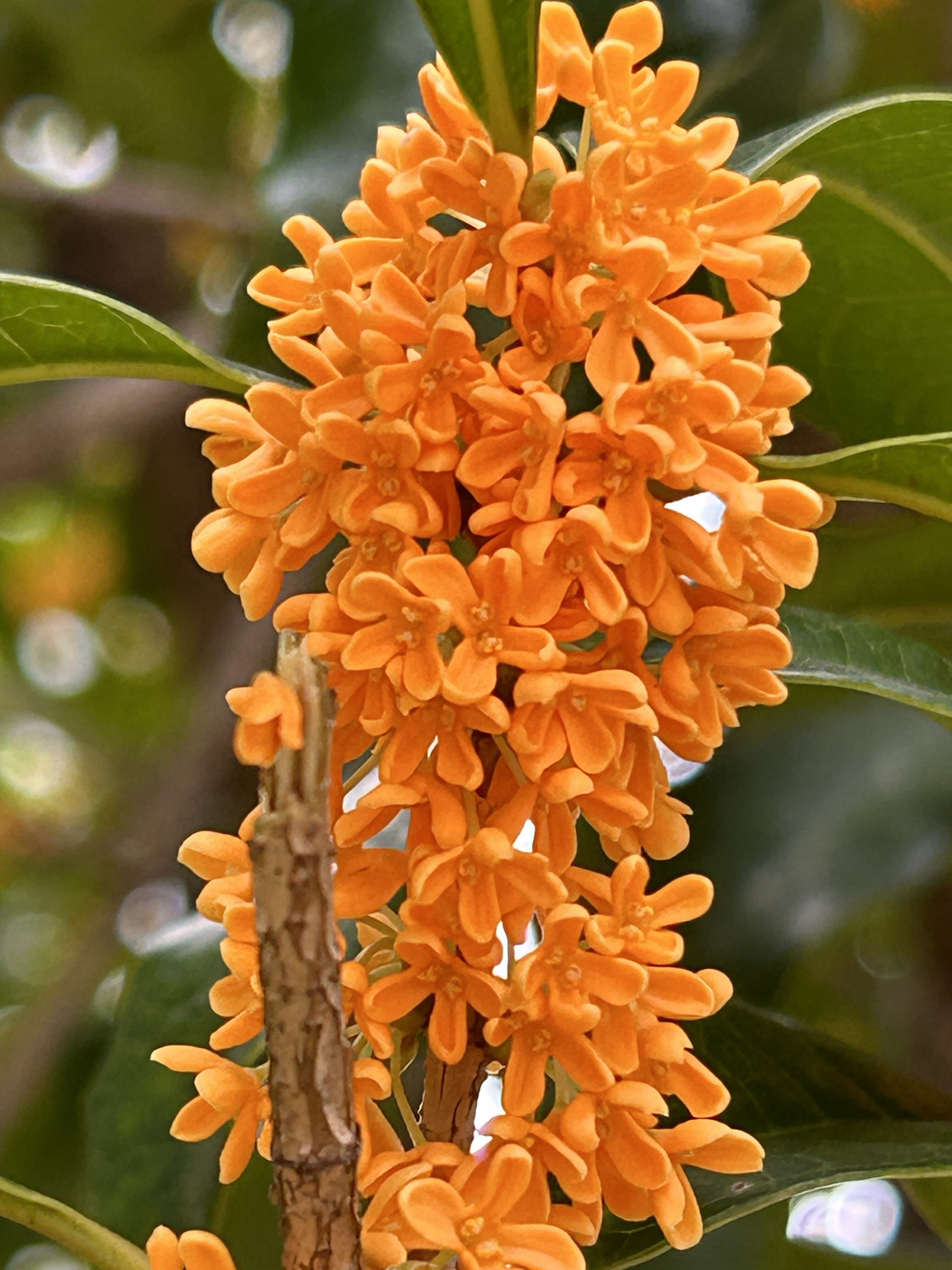 二ヶ領用水沿いの金木犀たち♪