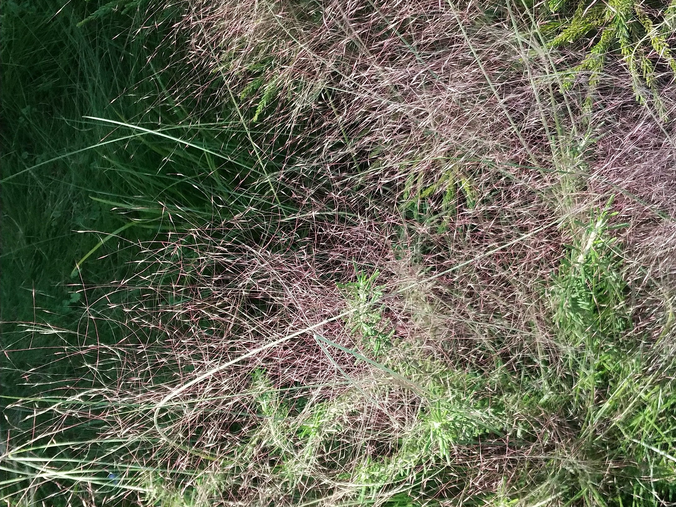 ぐらんぐりんガーデン(グランツリー)