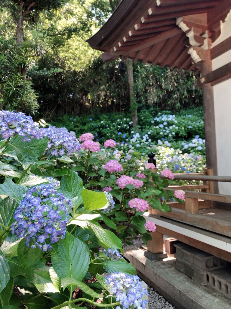 妙楽寺のあじさい