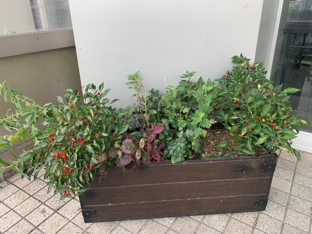 川崎病院のプランター