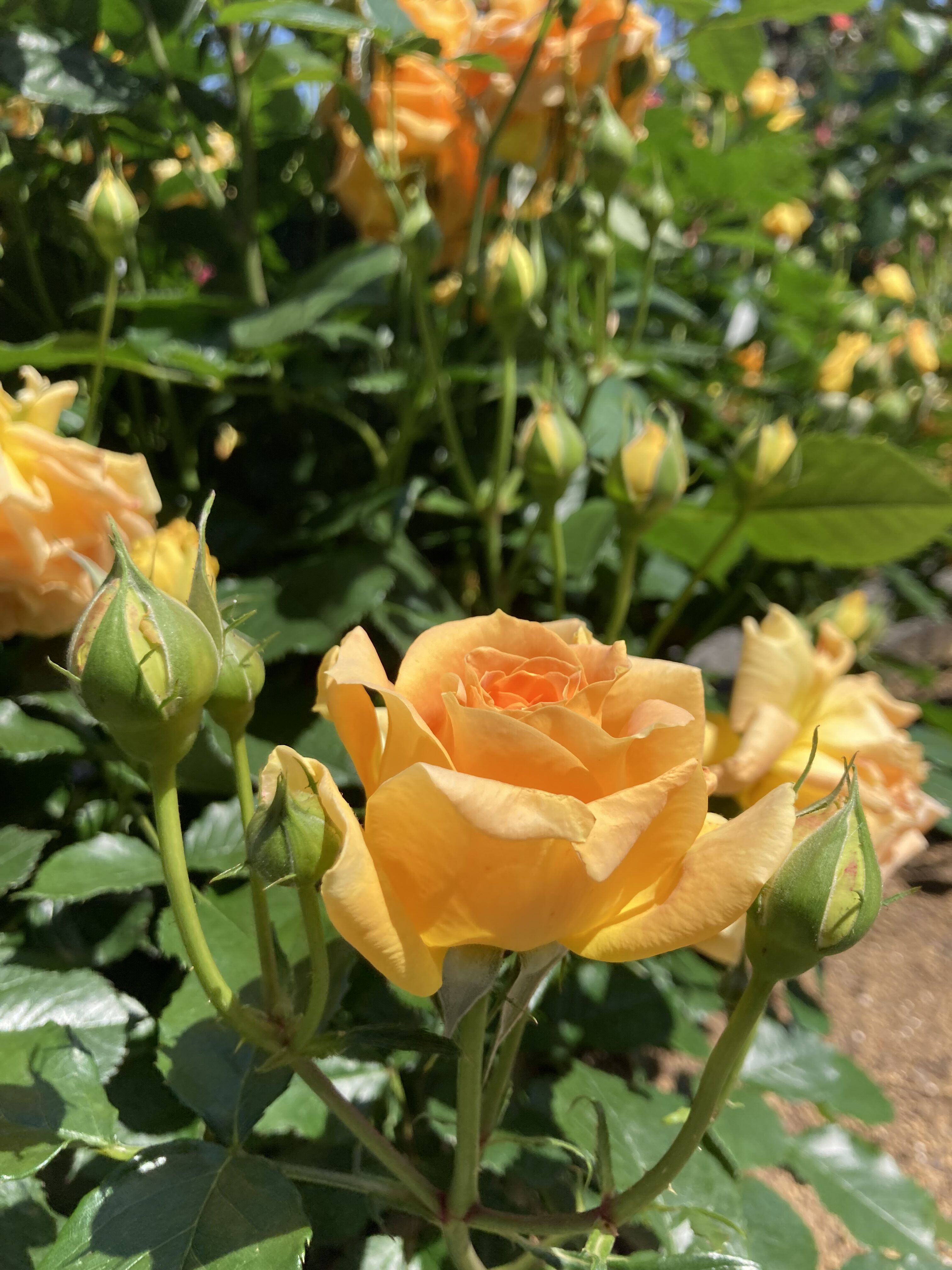 生田緑地ばら苑にて