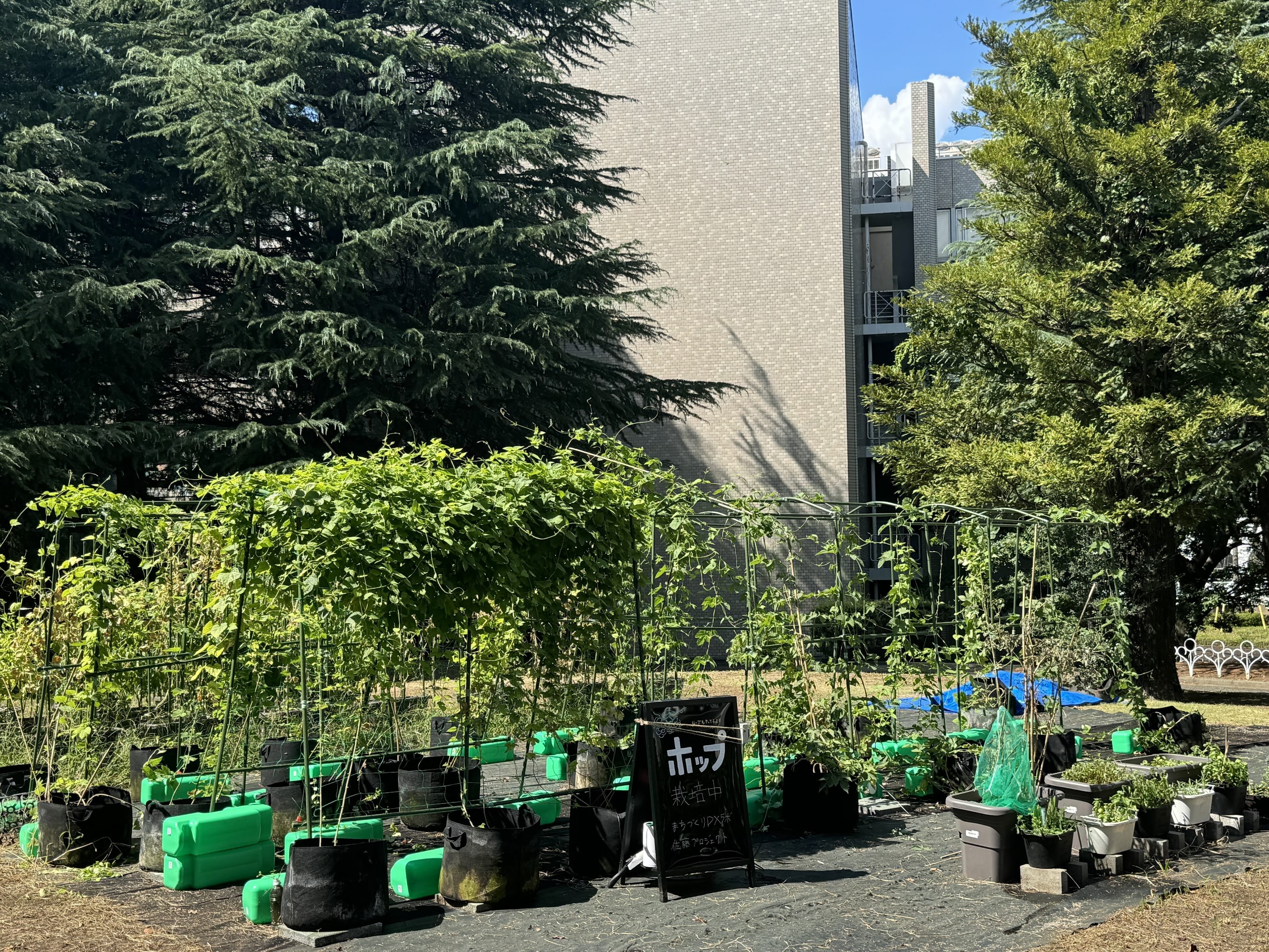 専修大学生田キャンパスで見つけたみどり