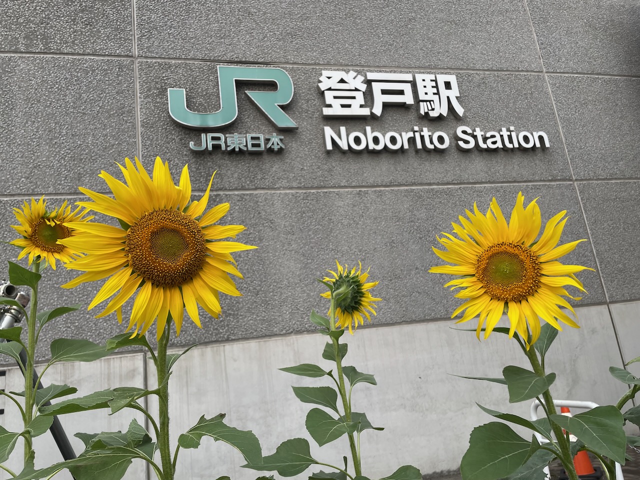 登戸駅前のひまわり