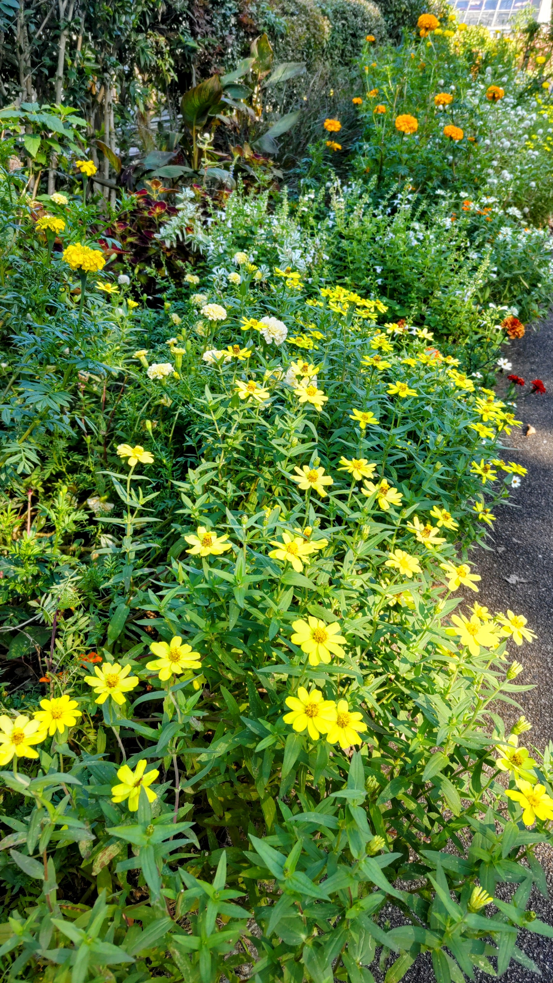 緑化センターの花壇