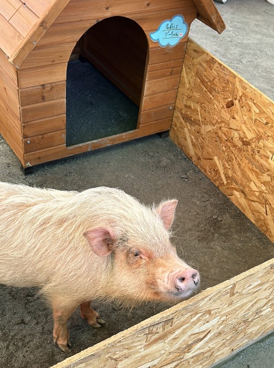 【等々力緑地会場】出張動物園［わくわくいきものワールド］