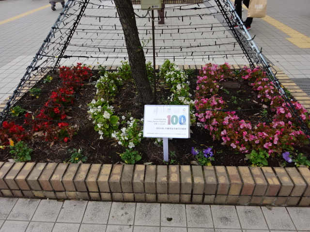 新百合ヶ丘駅南口は、この季節になるとお花とイルミネーションのコラボで彩れます。今年の花壇は100という数字で植え付けされてて綺麗ですね