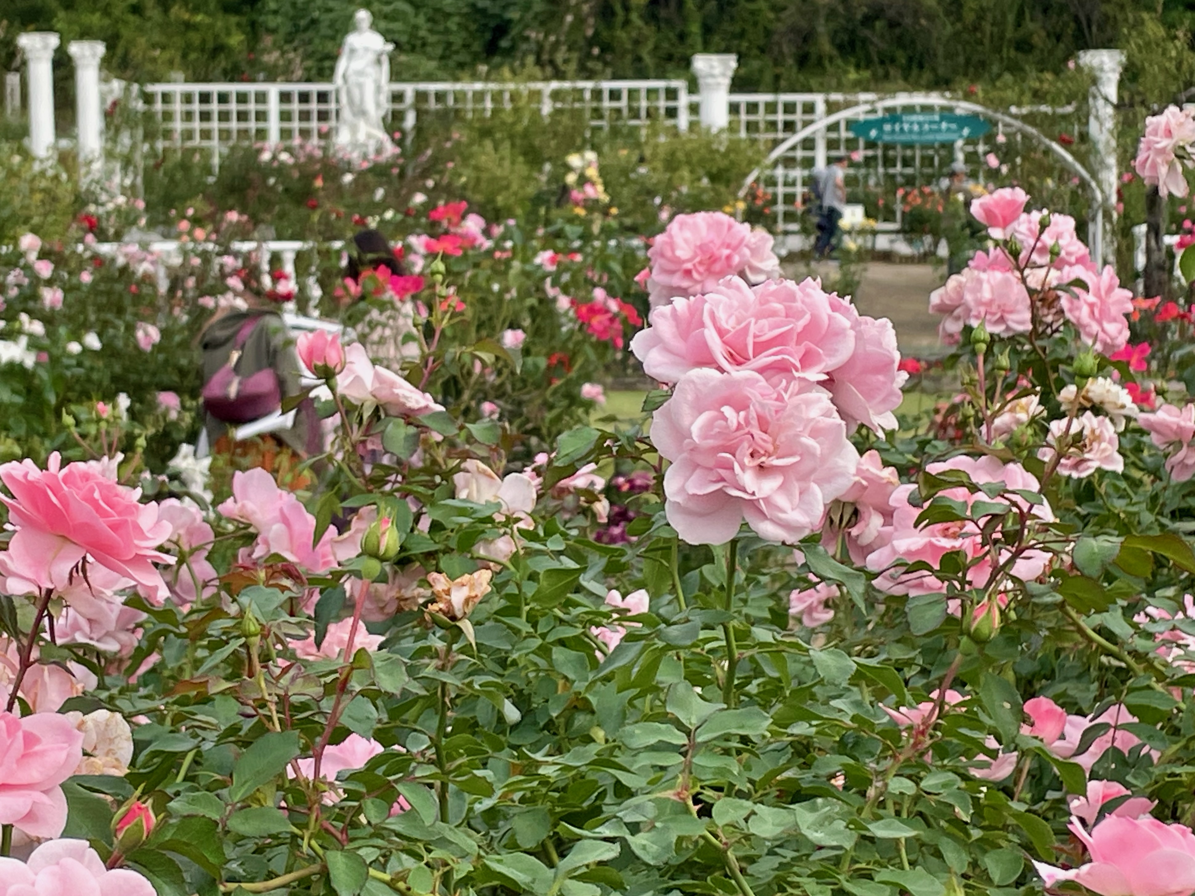 秋バラが見頃！生田緑地ばら苑