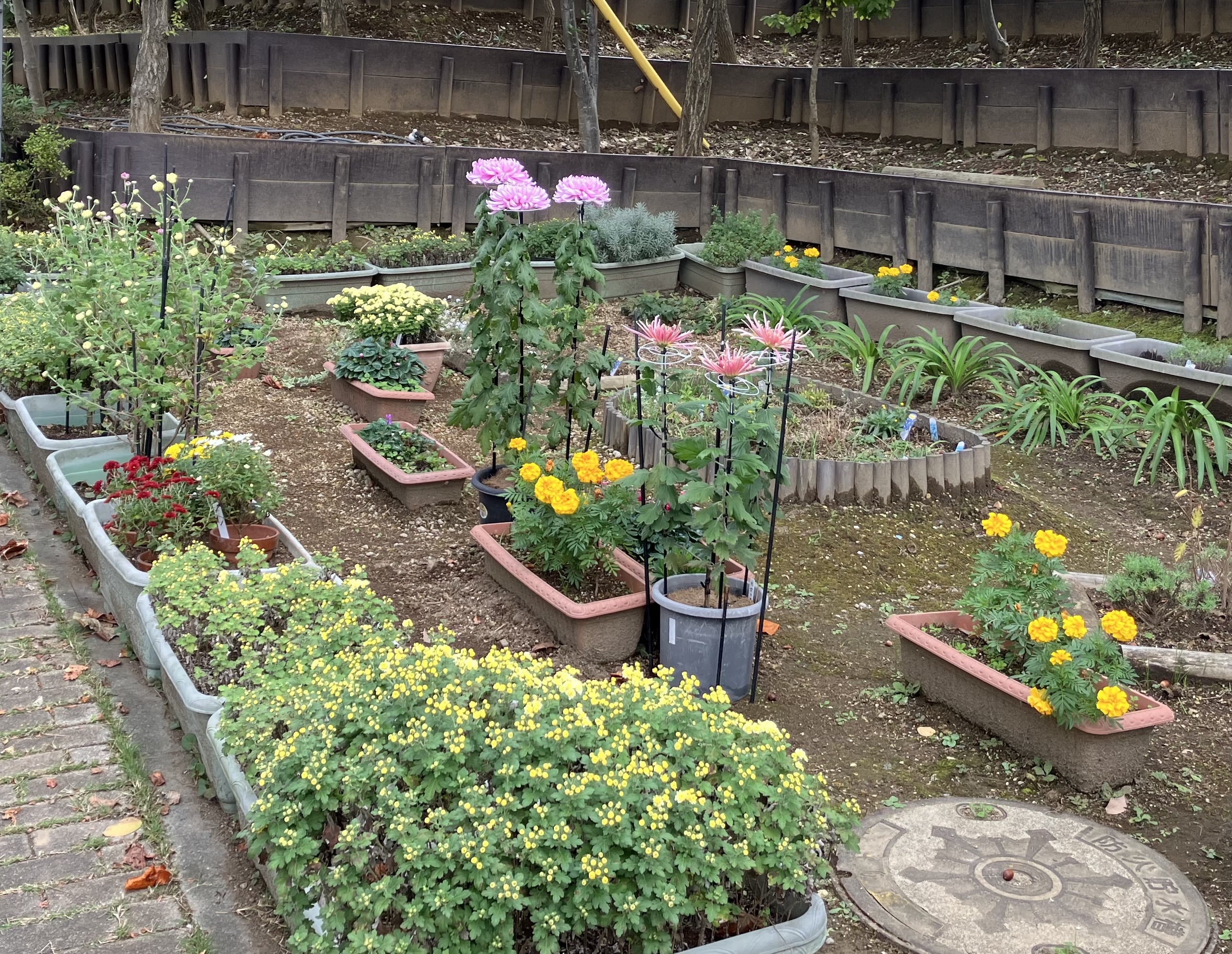 もうすぐ満開！