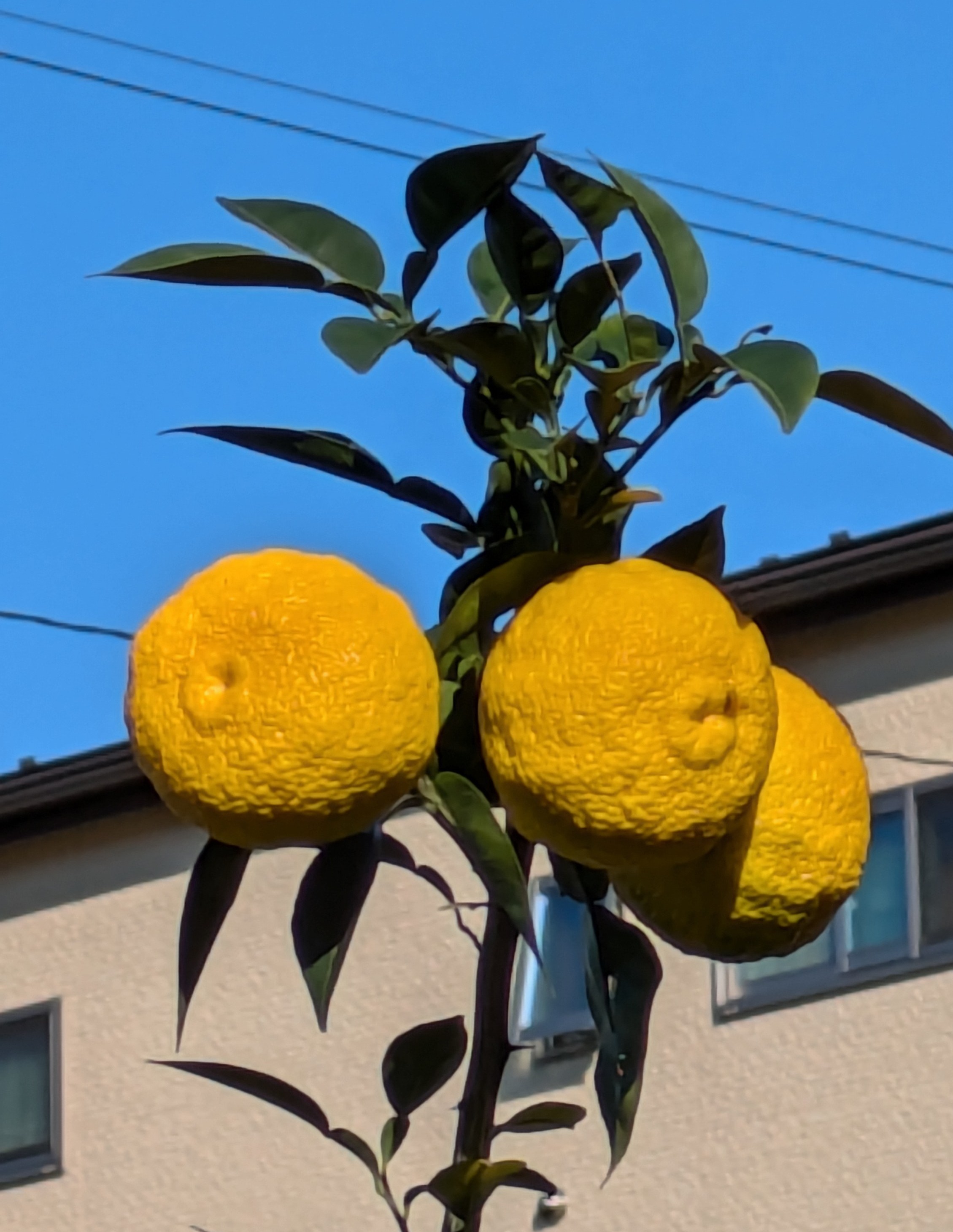 ご近所の柑橘が実りました