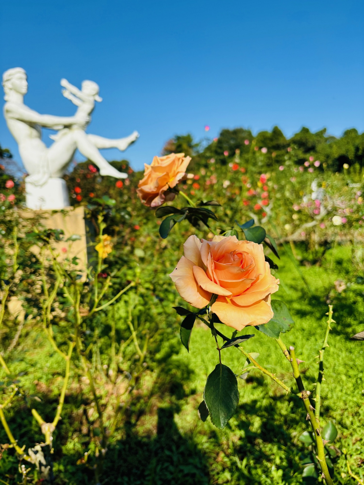 生田緑地のばら
