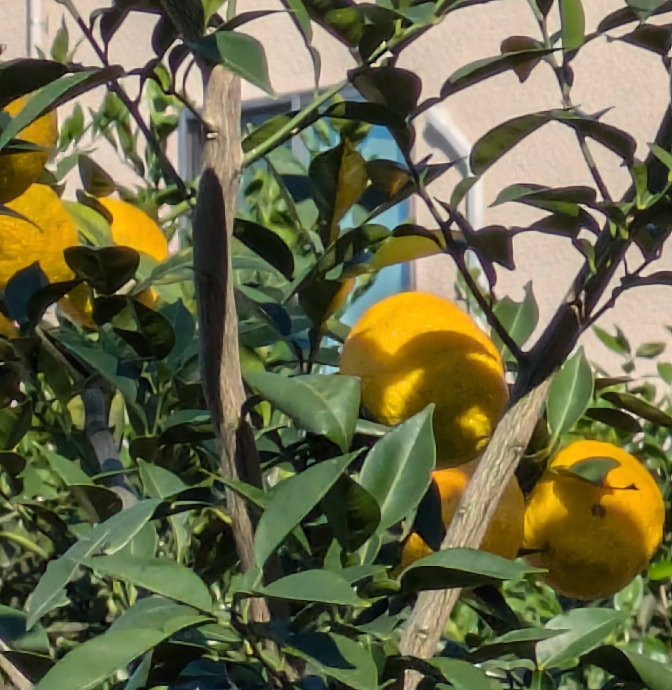 ご近所の柑橘が実りました