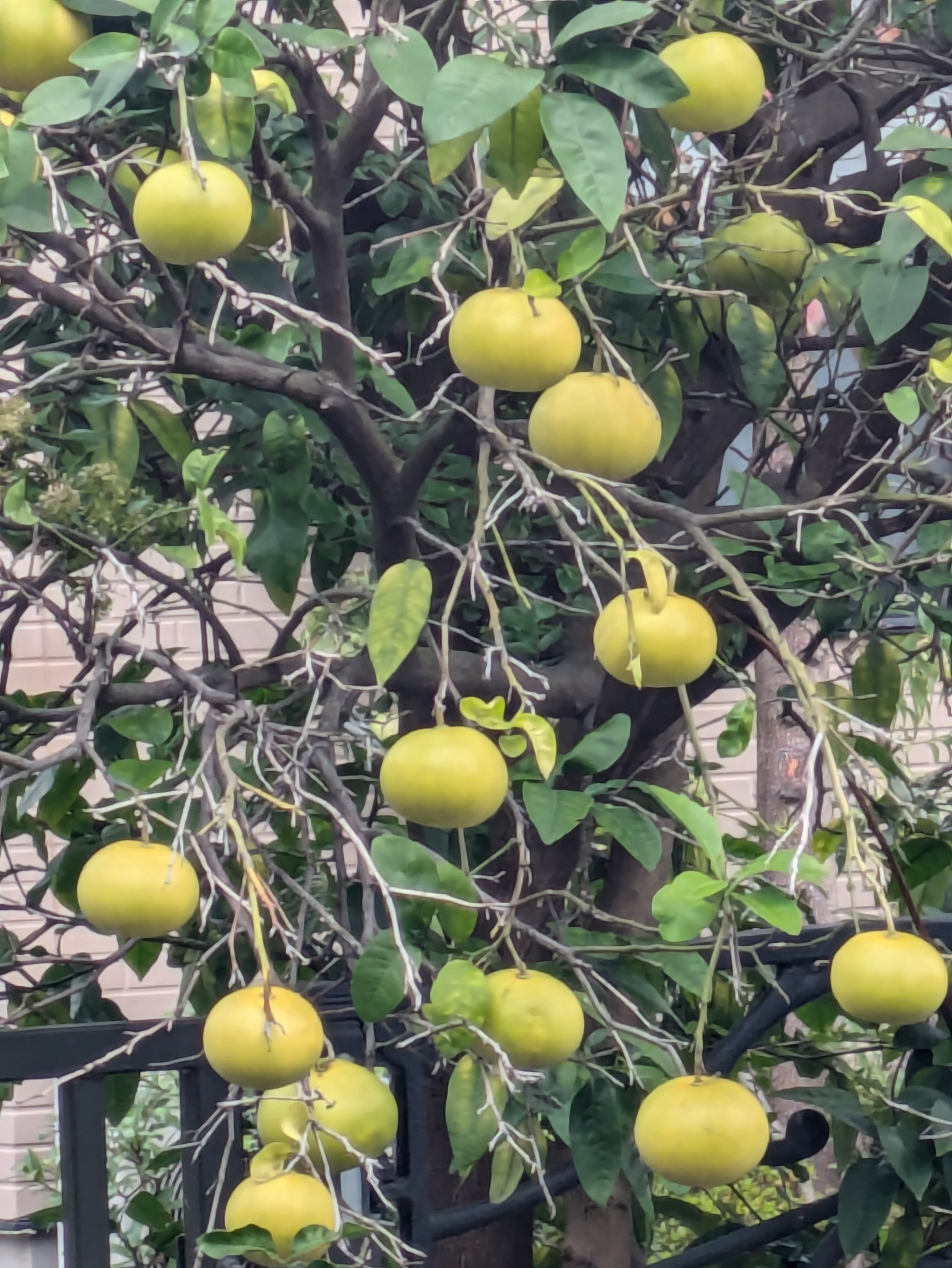 二ヶ領用水沿い、なんの実なのでしょう？