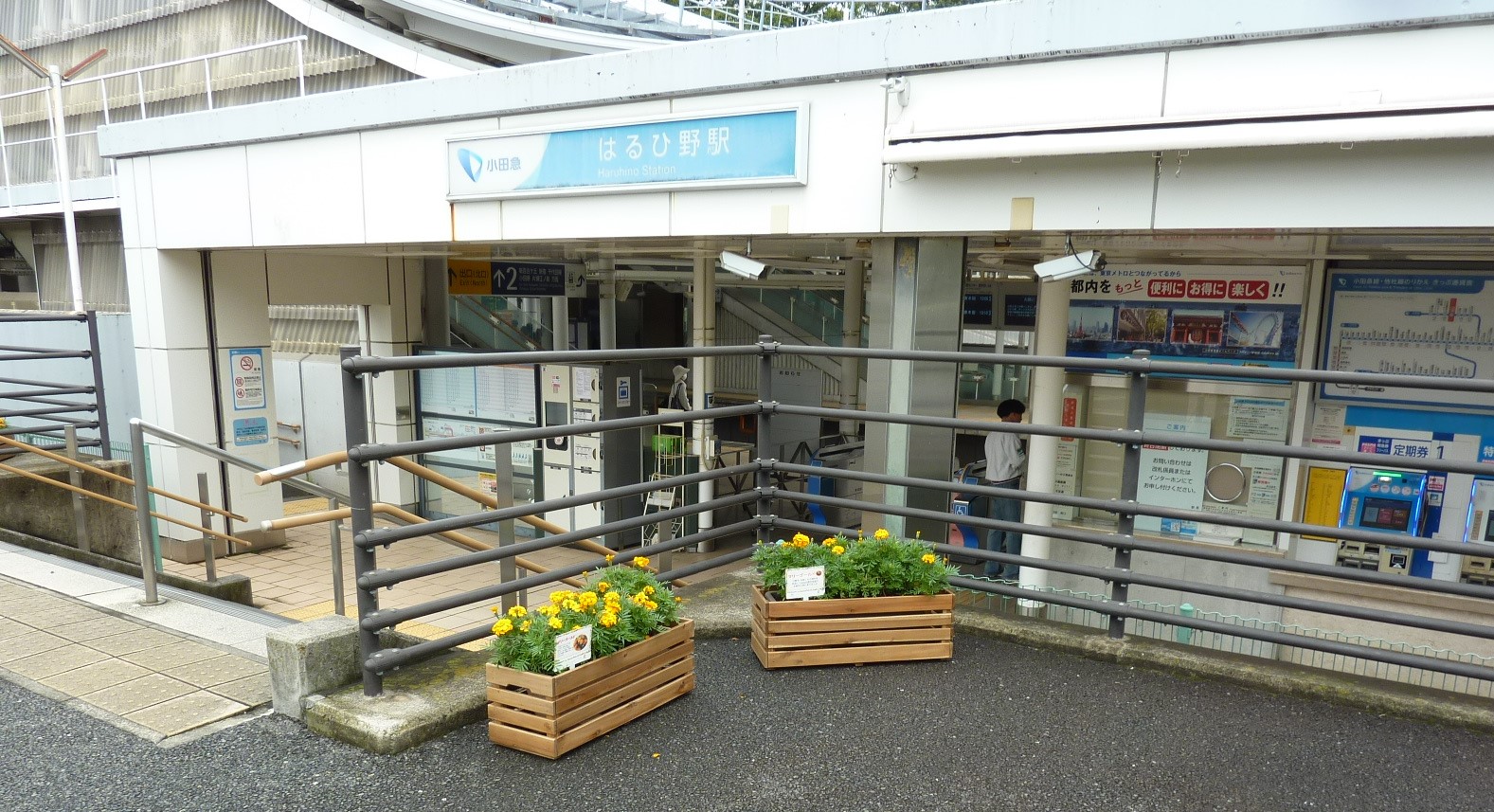 はるひ野駅前にはるひ野中学校で育てたマリーゴールドの苗を植えました